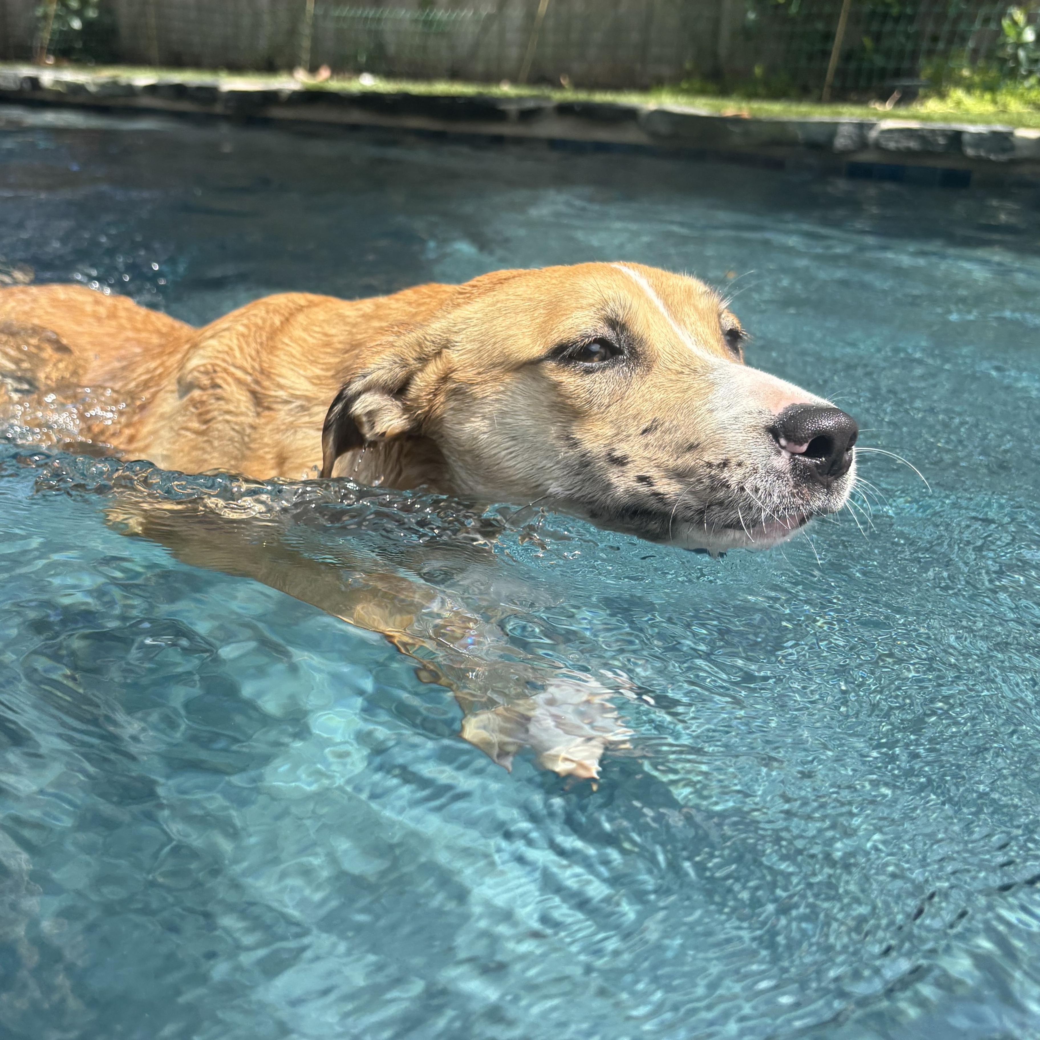 Enlarge Gloriette, a Adoptable mixed breed in New Orleans, LA image 5/5