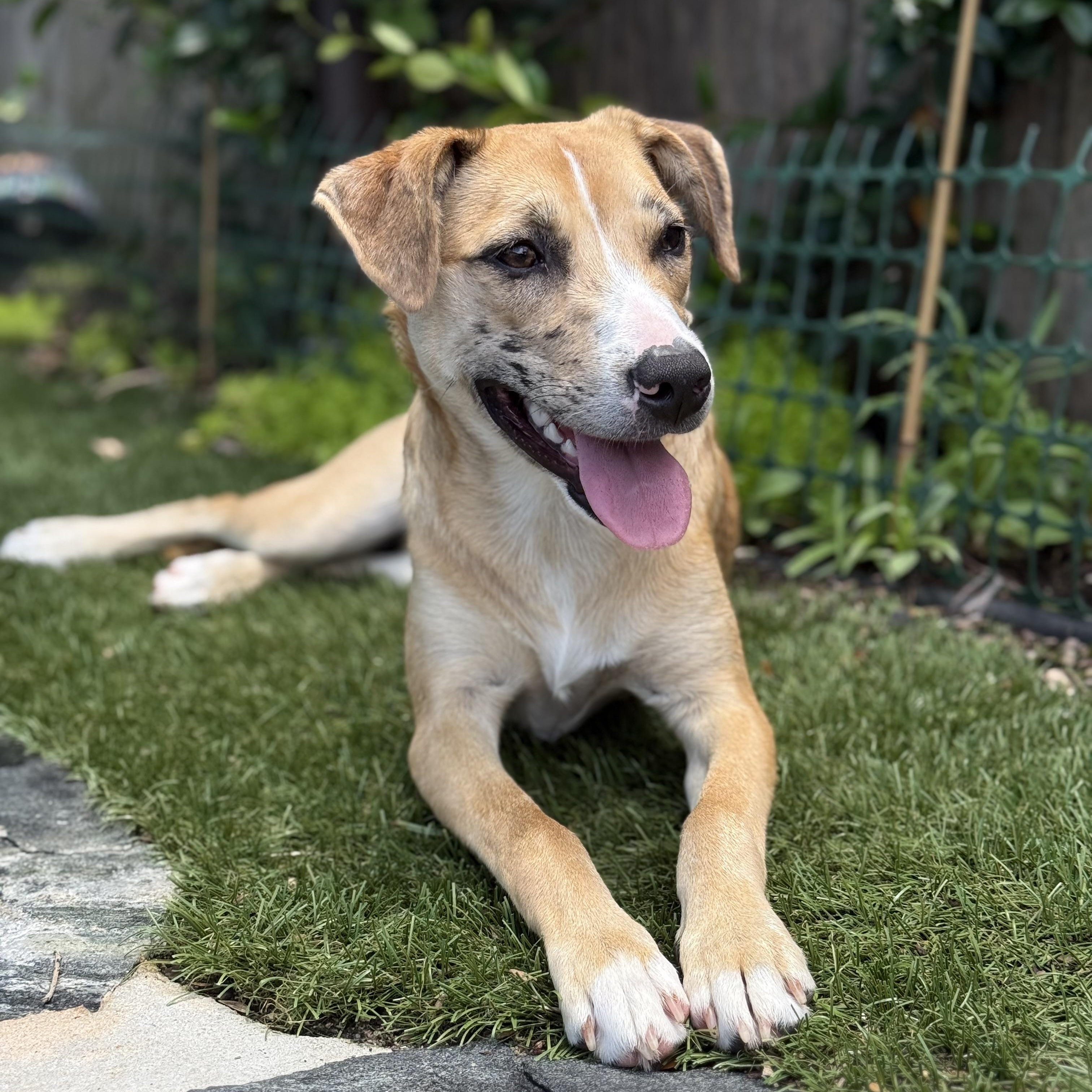 Enlarge Gloriette, a Adoptable mixed breed in New Orleans, LA image 2/5