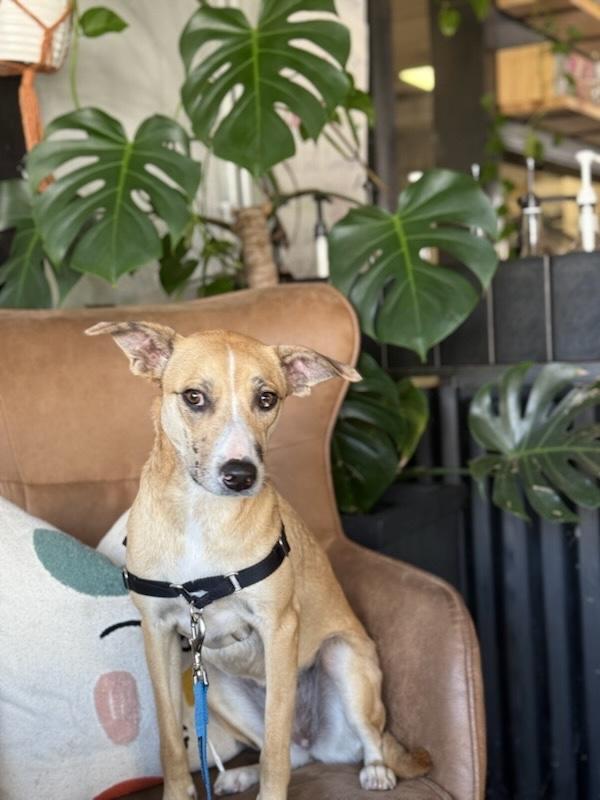 Enlarge Gloriette, a Adoptable mixed breed in New Orleans, LA image 1/6