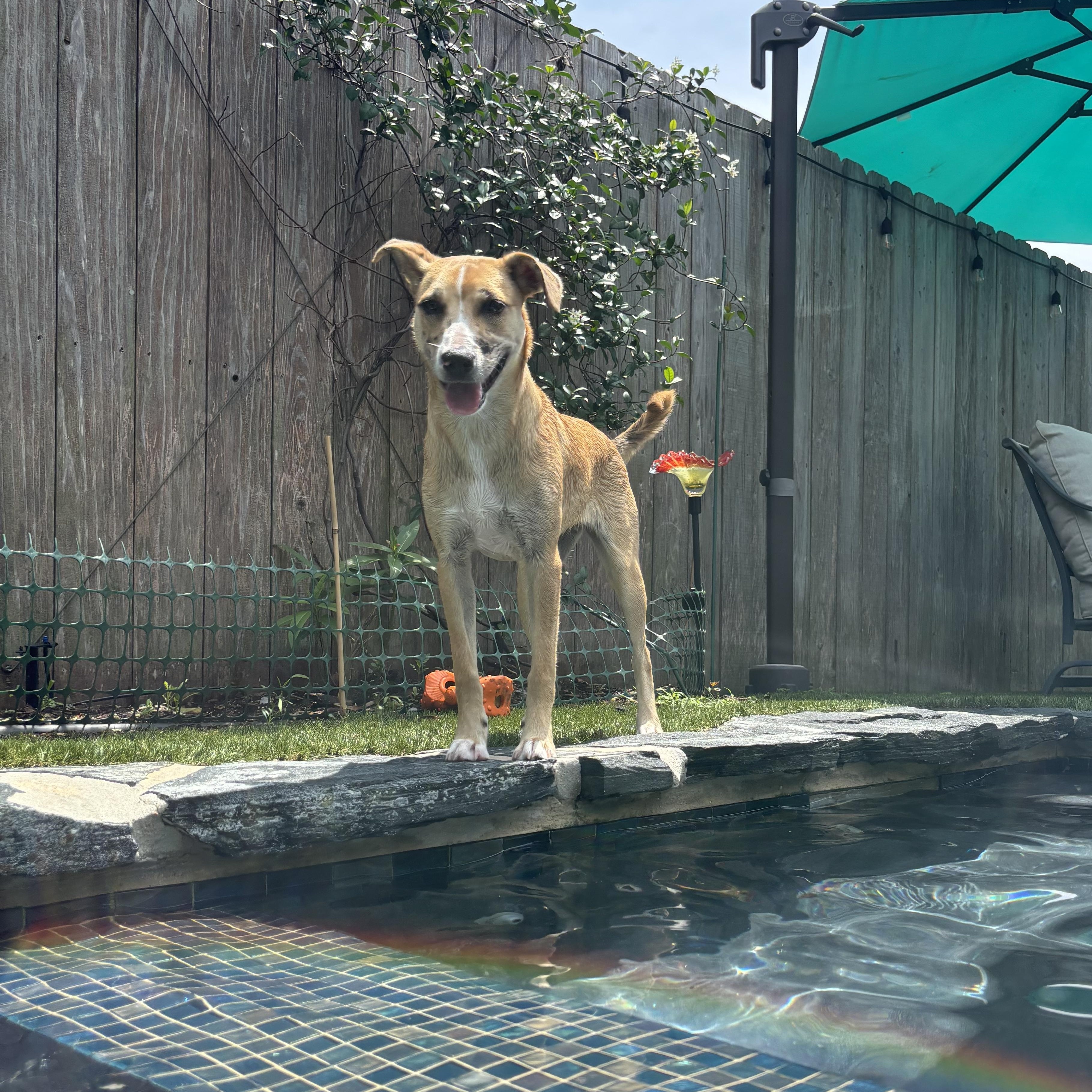 Enlarge Gloriette, a Adoptable mixed breed in New Orleans, LA image 4/5