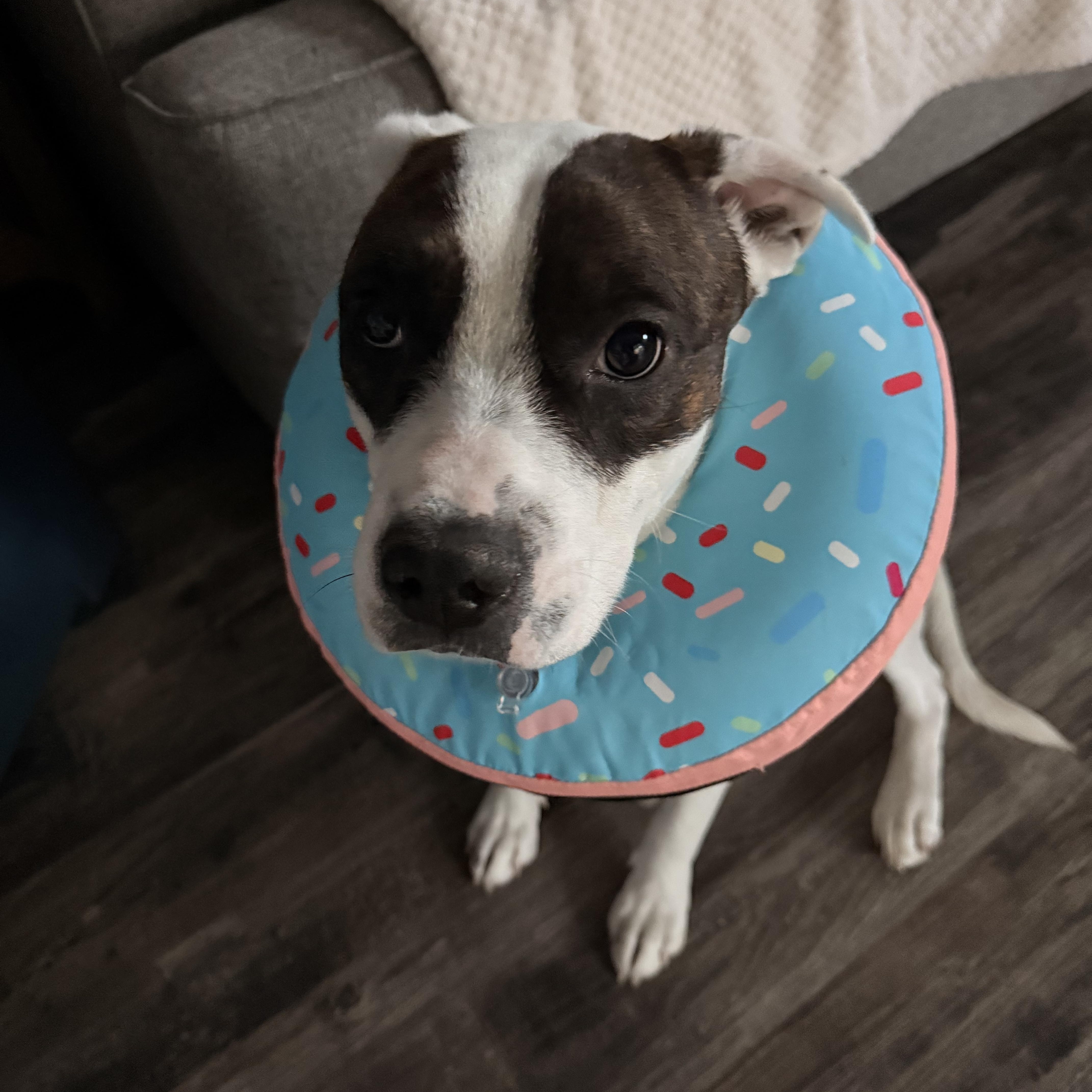 Little One, a ADOPTABLE mixed breed in Newcastle, CA image 3/3