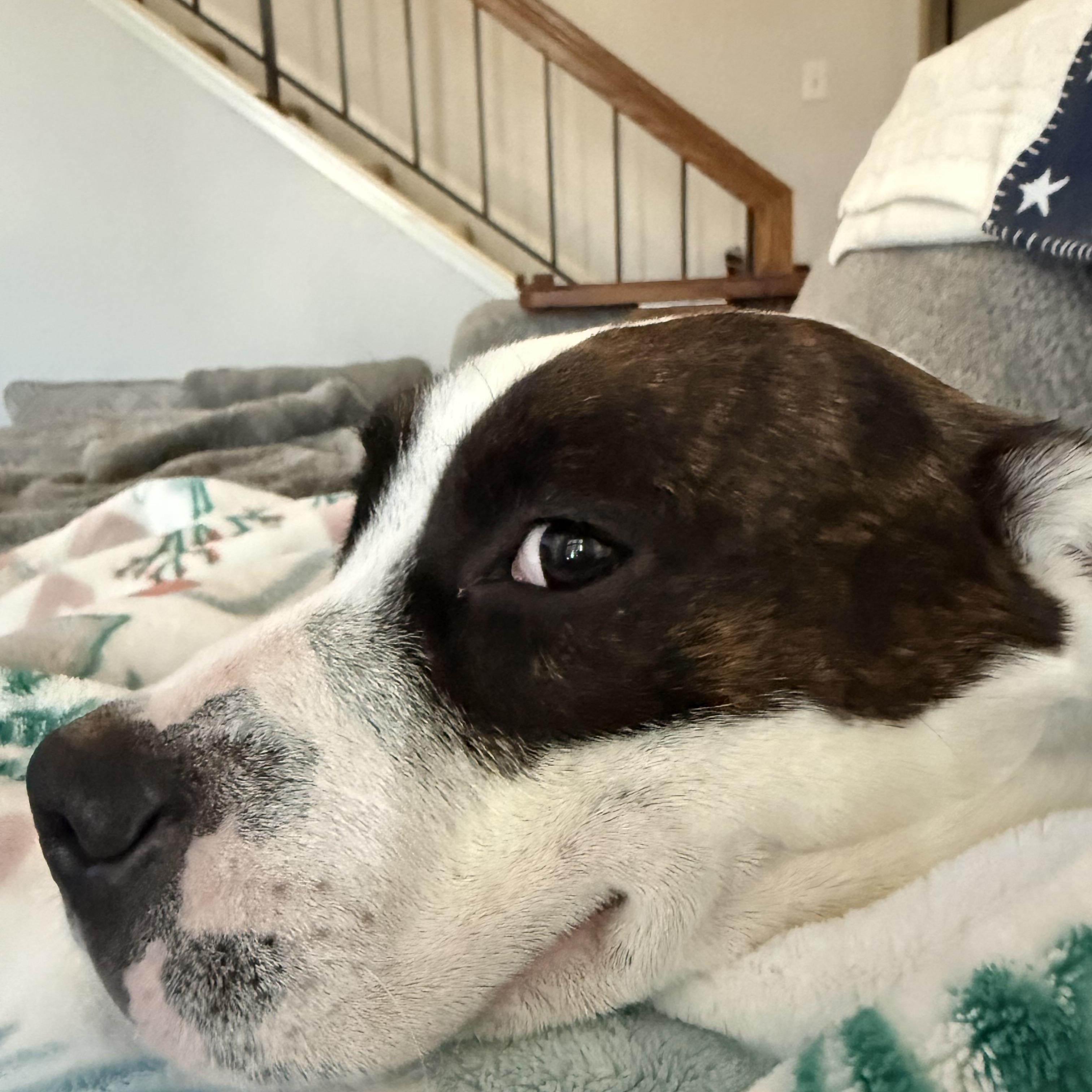 Little One, ADOPTABLE, Young Male American Staffordshire Terrier.