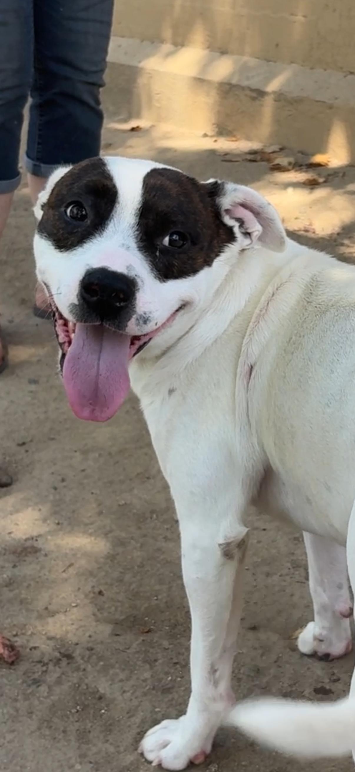 Little One, a ADOPTABLE mixed breed in Newcastle, CA image 2/3