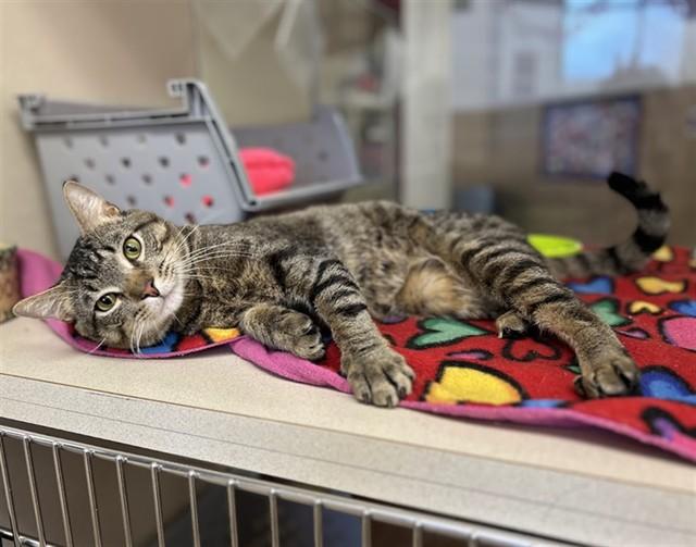 Enlarge ONYX, a Adoptable Domestic Short Hair in Springfield, MA image 1/1