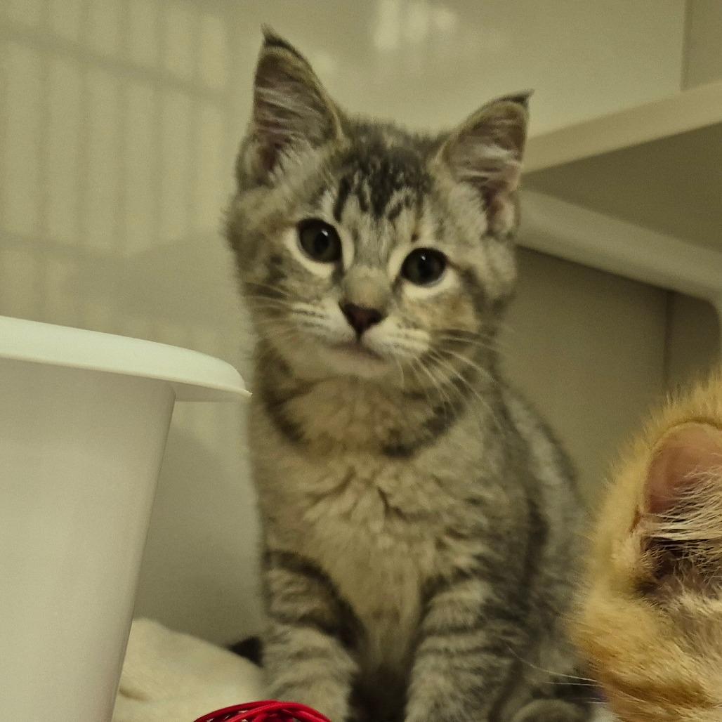 Poppy, Adoptable, Kitten Female Domestic Short Hair.