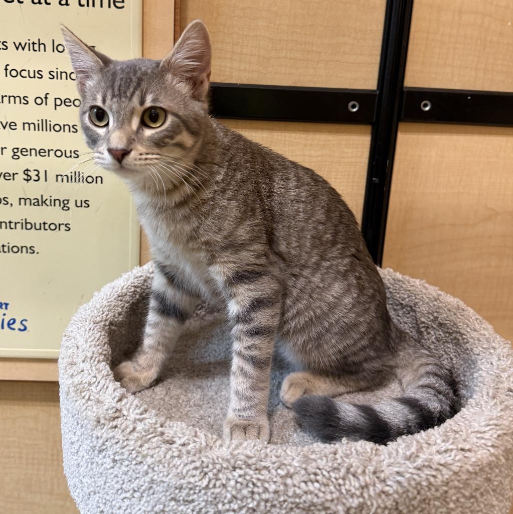 Enlarge Biggie, a Adoptable mixed breed in Rowlett, TX image 1/4