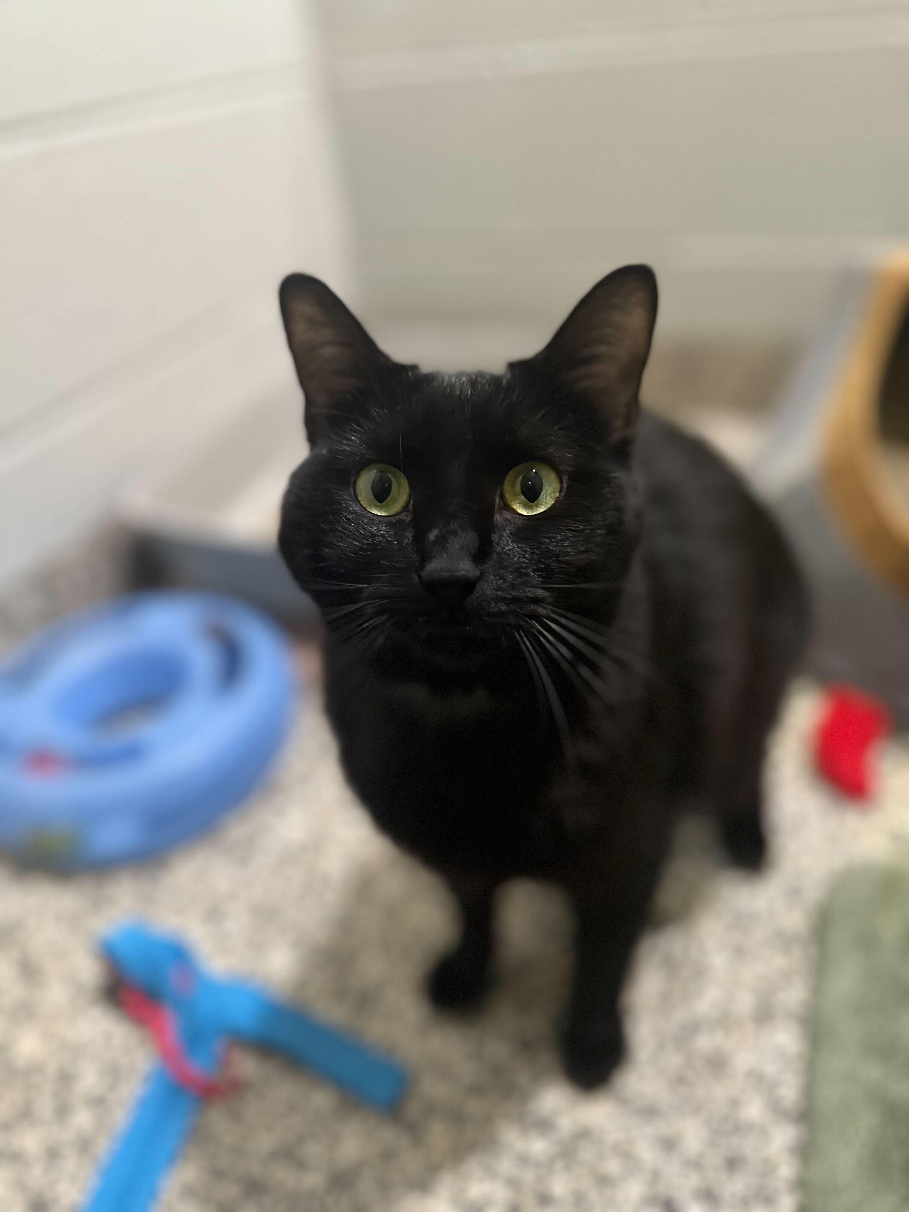 Princess, a Adoptable Domestic Short Hair in Jackson, MI image 1/3