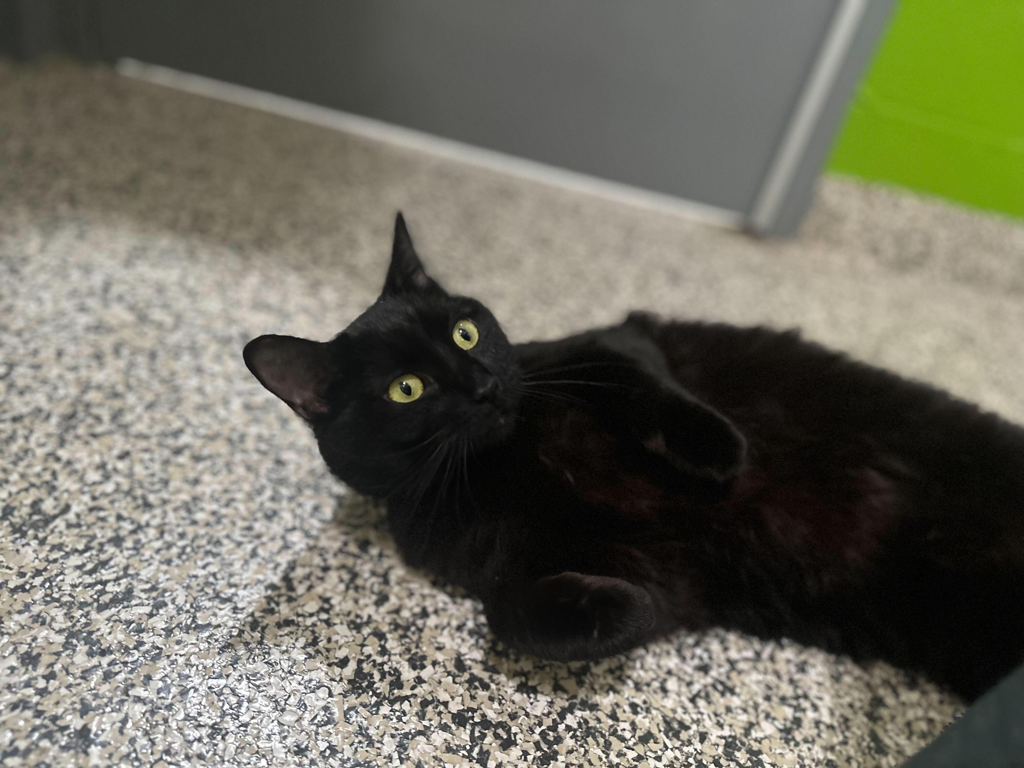 Princess, a Adoptable Domestic Short Hair in Jackson, MI image 2/3