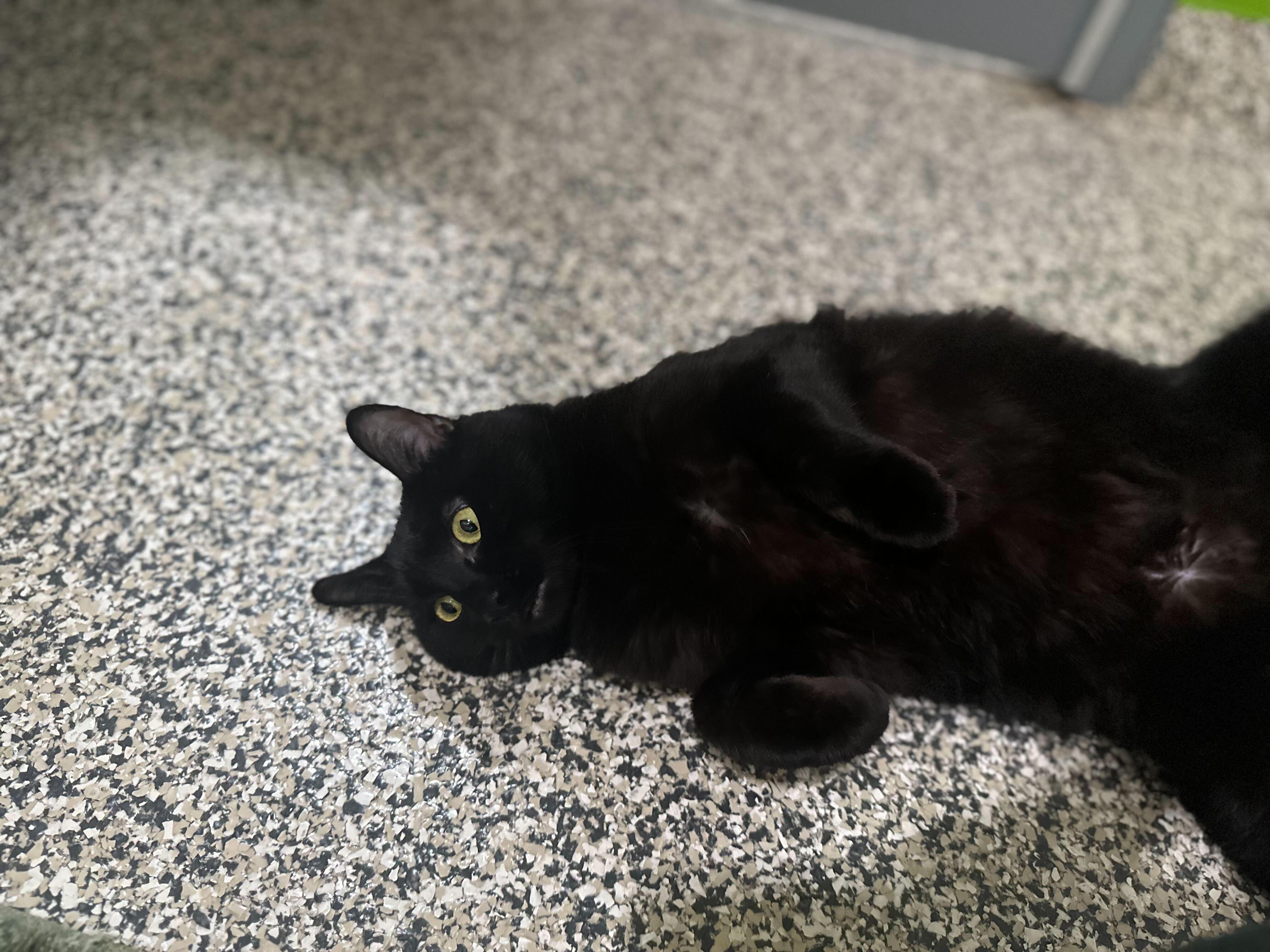 Princess, a Adoptable Domestic Short Hair in Jackson, MI image 3/3