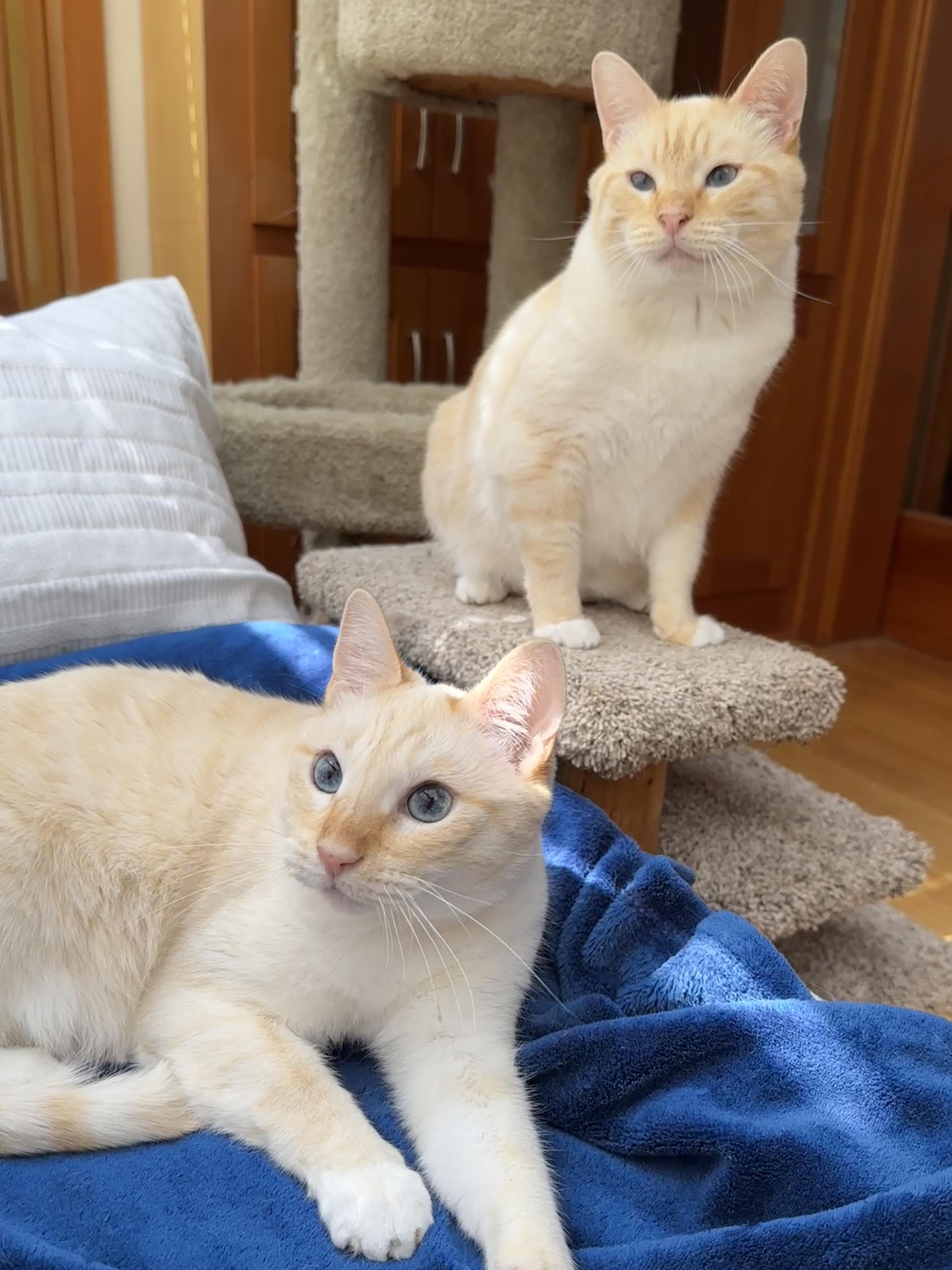 Arthurand Tommy Bonded Pair thumbnail 3