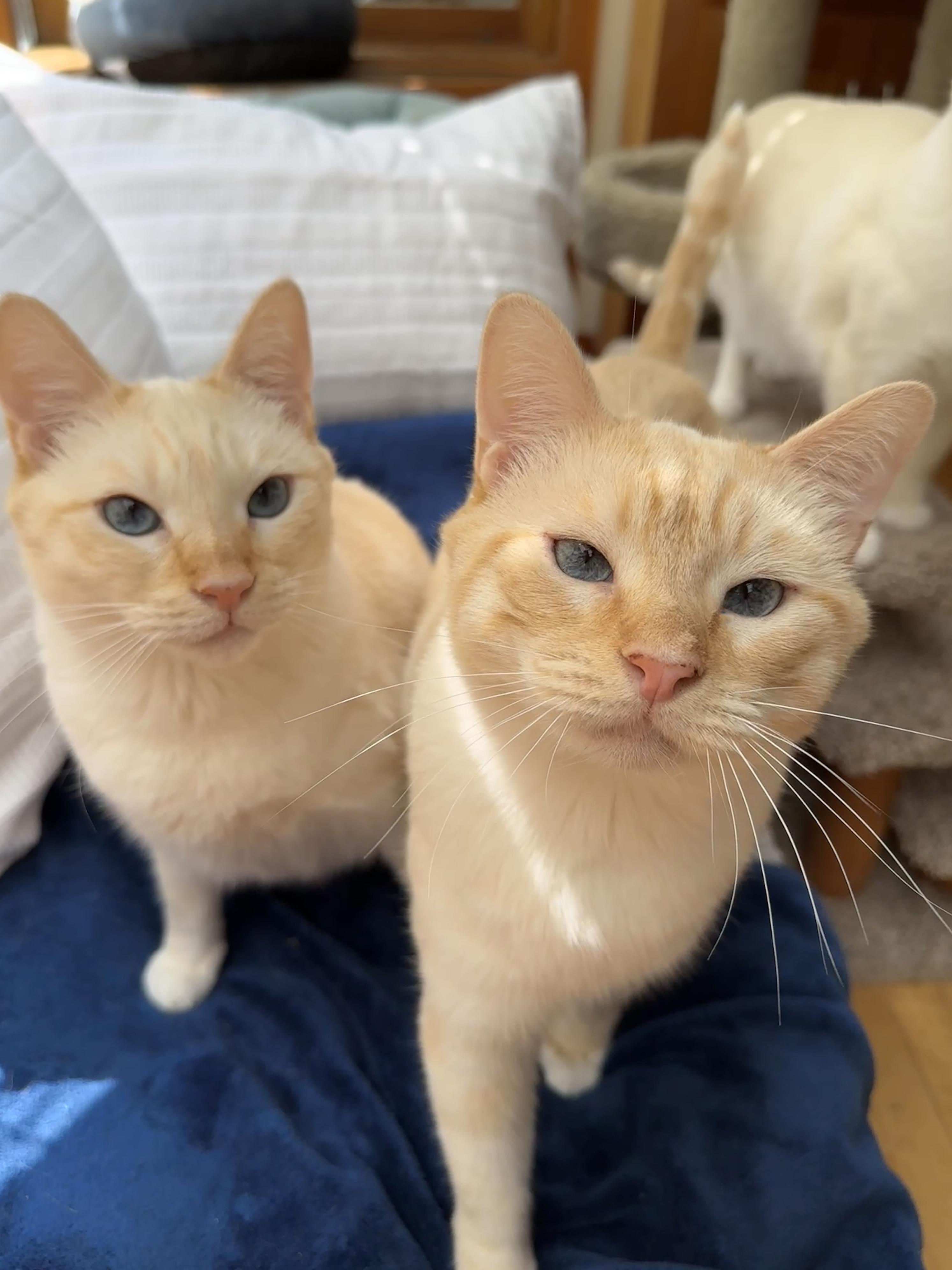 Arthurand Tommy Bonded Pair photo 1