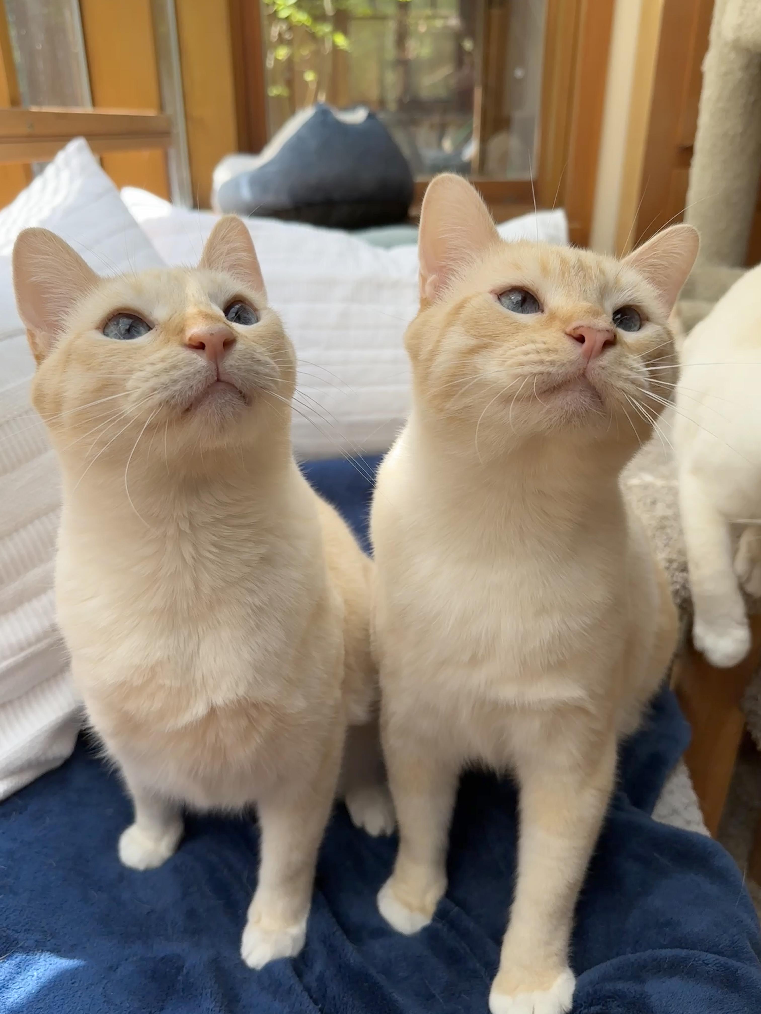 Arthurand Tommy Bonded Pair thumbnail 2