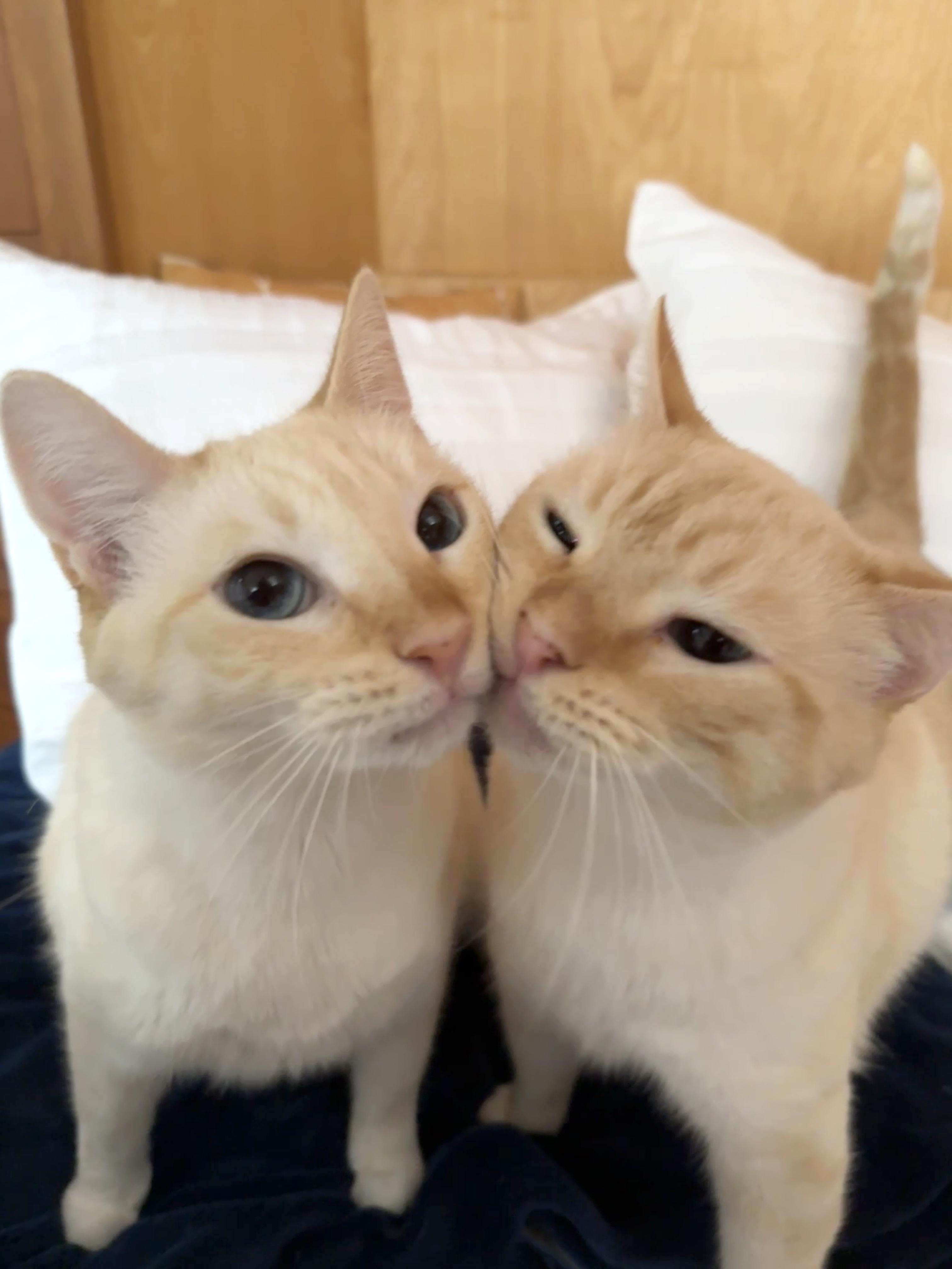 Arthur (M) and Tommy (M) - bonded pair, a Adoptable Siamese in Springfield, OR image 4/6