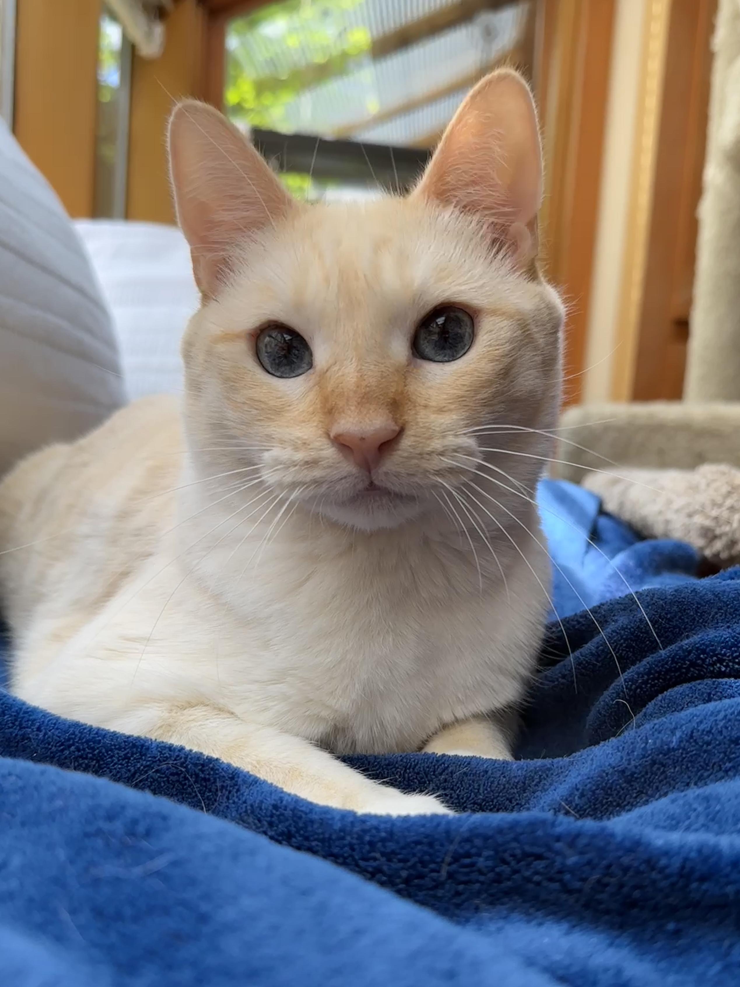 Arthur (M) and Tommy (M) - bonded pair, an adoptable Siamese in Springfield, OR, 97478 | Photo Image 6