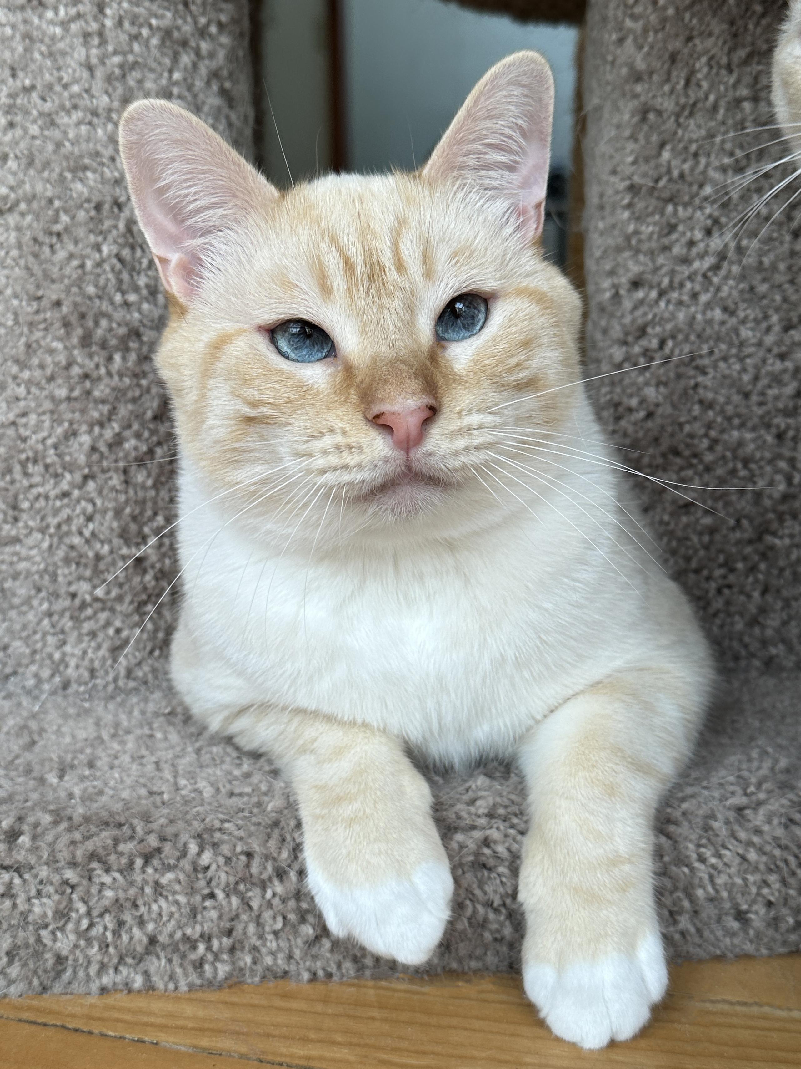 Arthur (M) and Tommy (M) - bonded pair, a Adoptable Siamese in Springfield, OR image 6/6