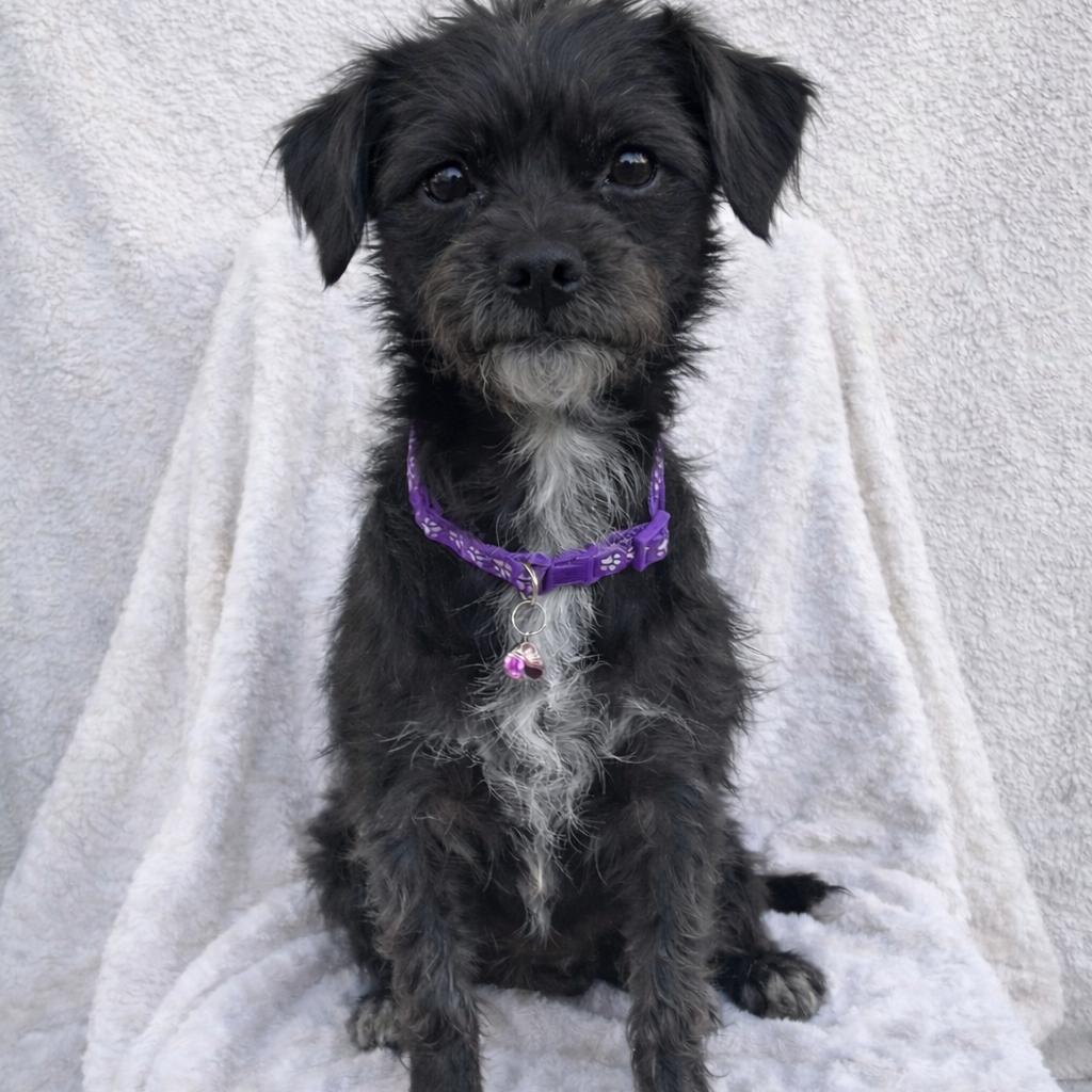 Tilly, Adoptable, Young Female Poodle & Pug.