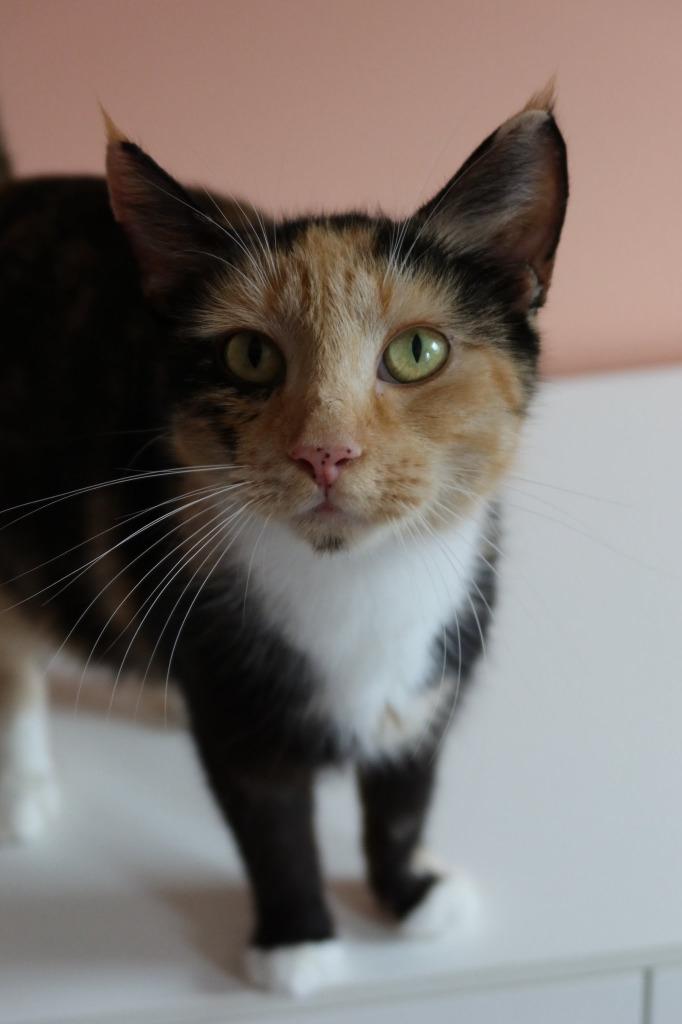Chalupa Supreme, Adoptable, Young Female Domestic Short Hair.