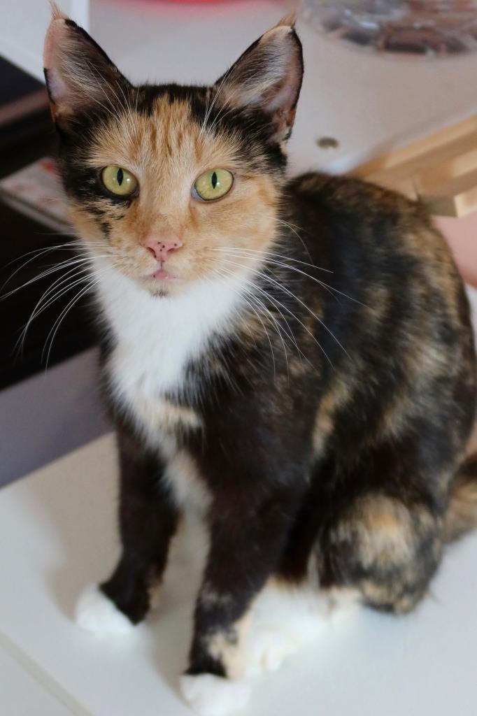Enlarge Chalupa Supreme, a Adoptable mixed breed in Parkville, MD image 2/2