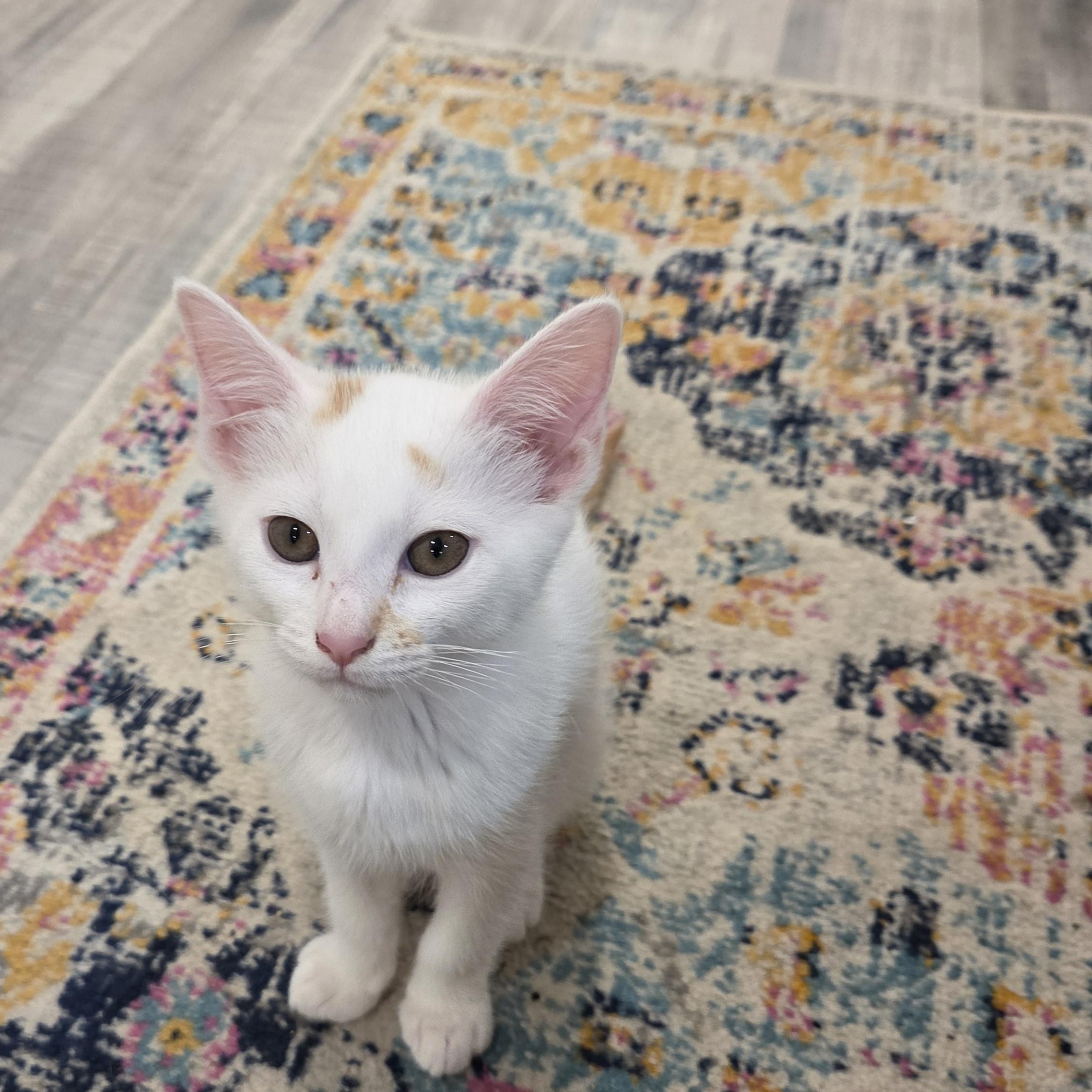 Enlarge Kiwi, a ADOPTABLE mixed breed in Fort Oglethorpe, GA image 5/5