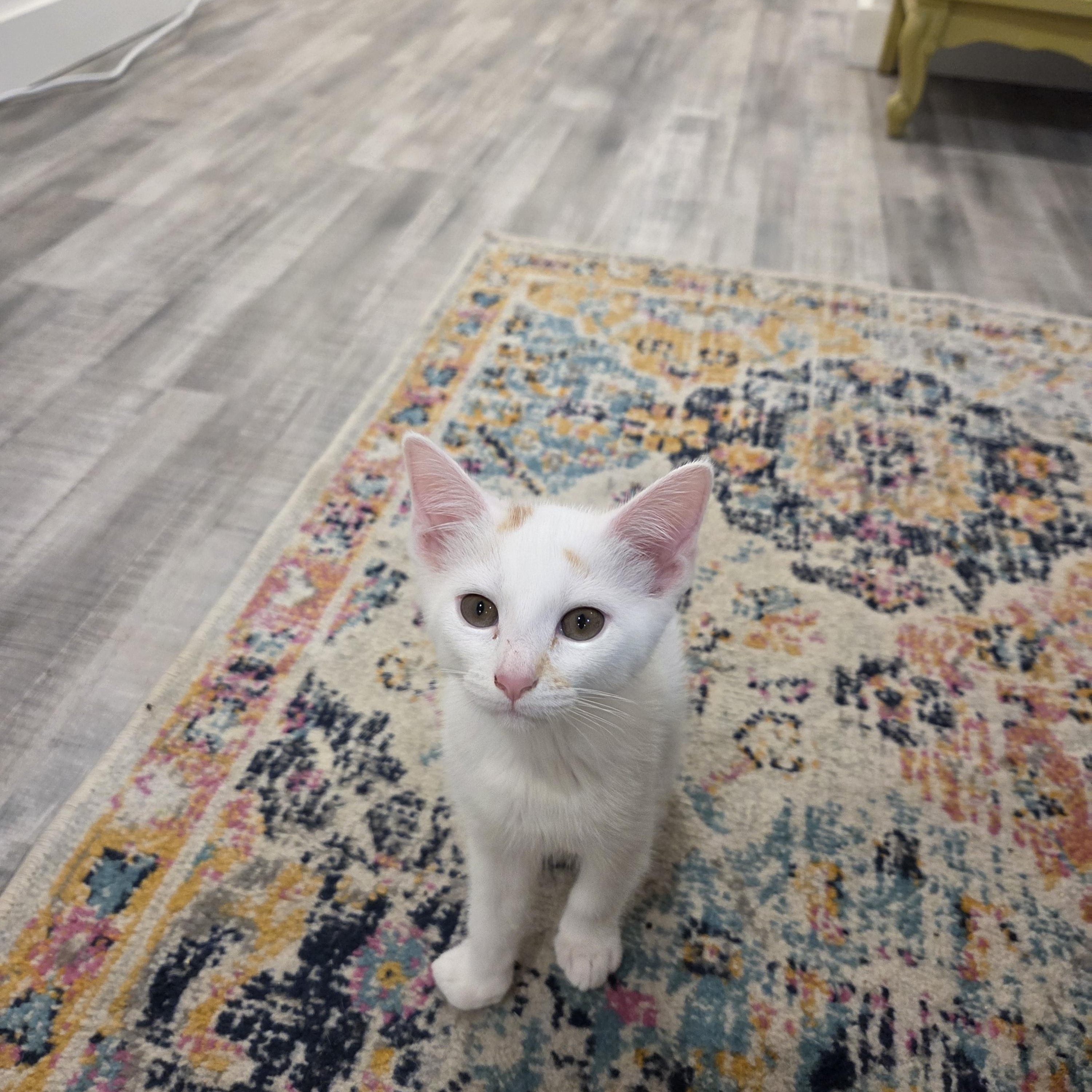 Enlarge Kiwi, a ADOPTABLE mixed breed in Fort Oglethorpe, GA image 4/5