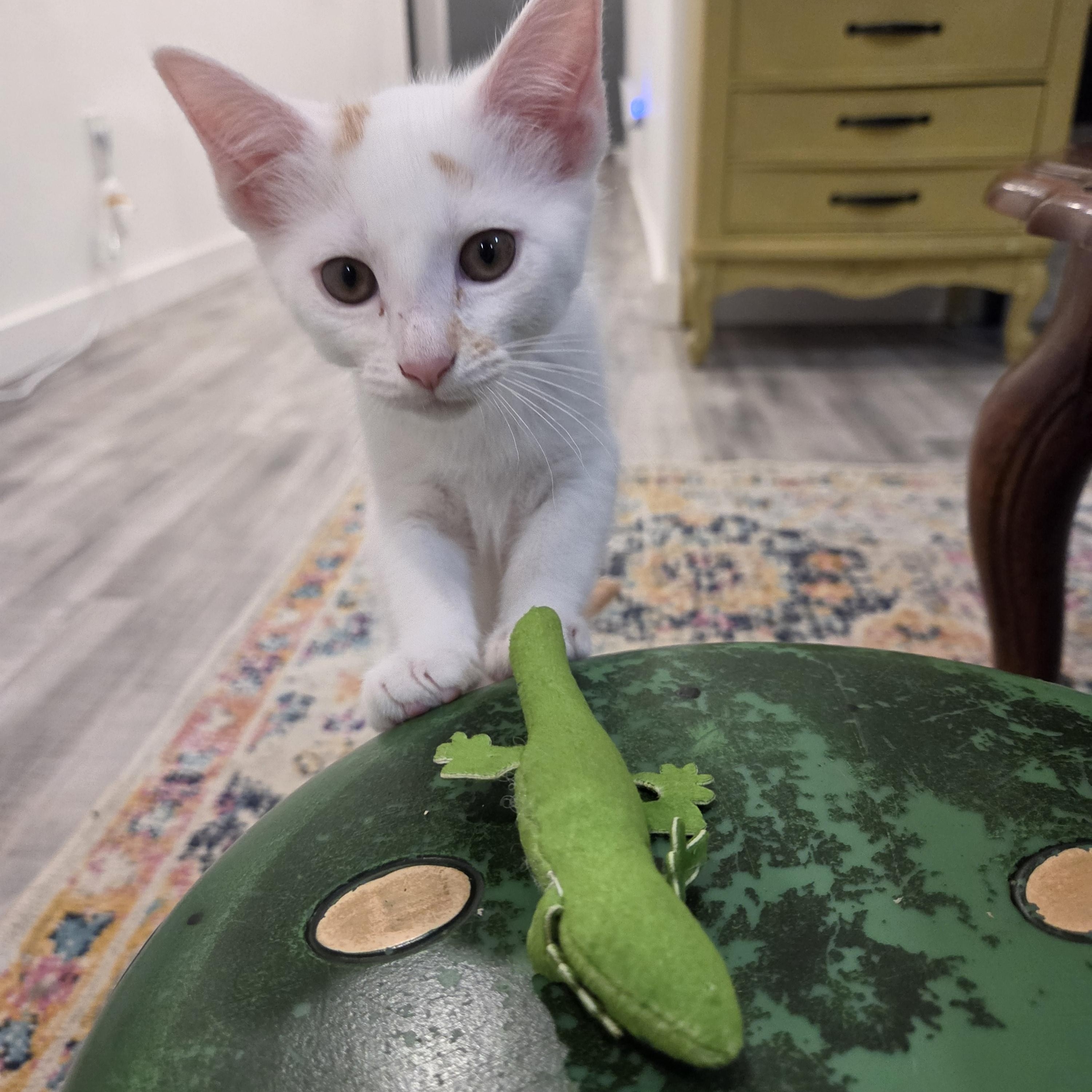 Kiwi, ADOPTABLE, Kitten Female Domestic Short Hair & Turkish Van.