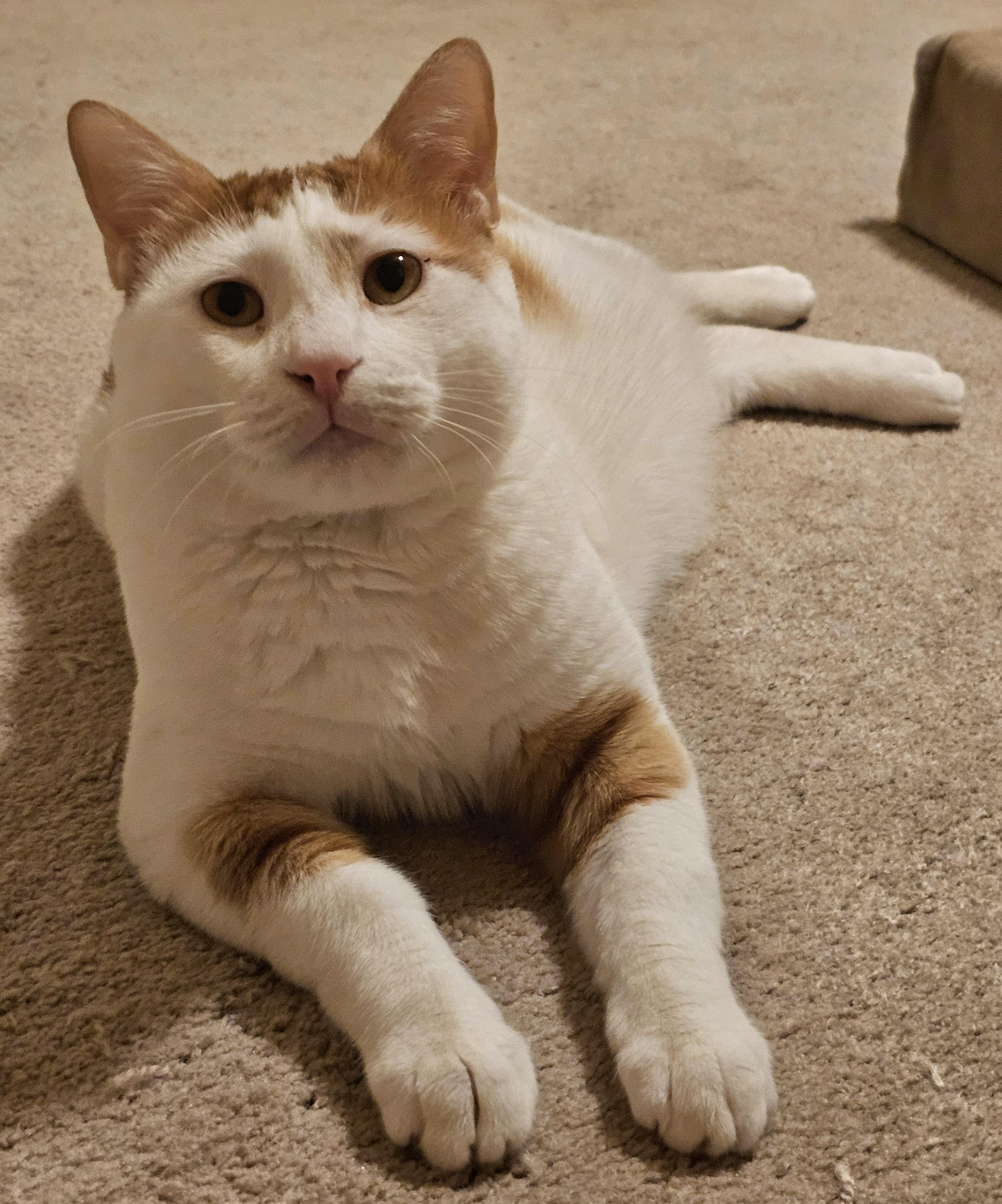 Ziko, Adoptable, Adult Male Domestic Short Hair.