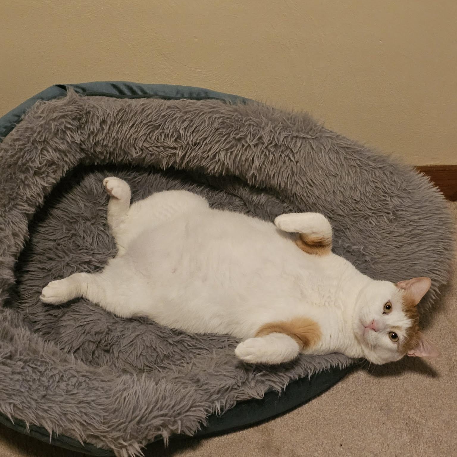 Enlarge Ziko, a Adoptable Domestic Short Hair in Pittsburgh, PA image 4/6
