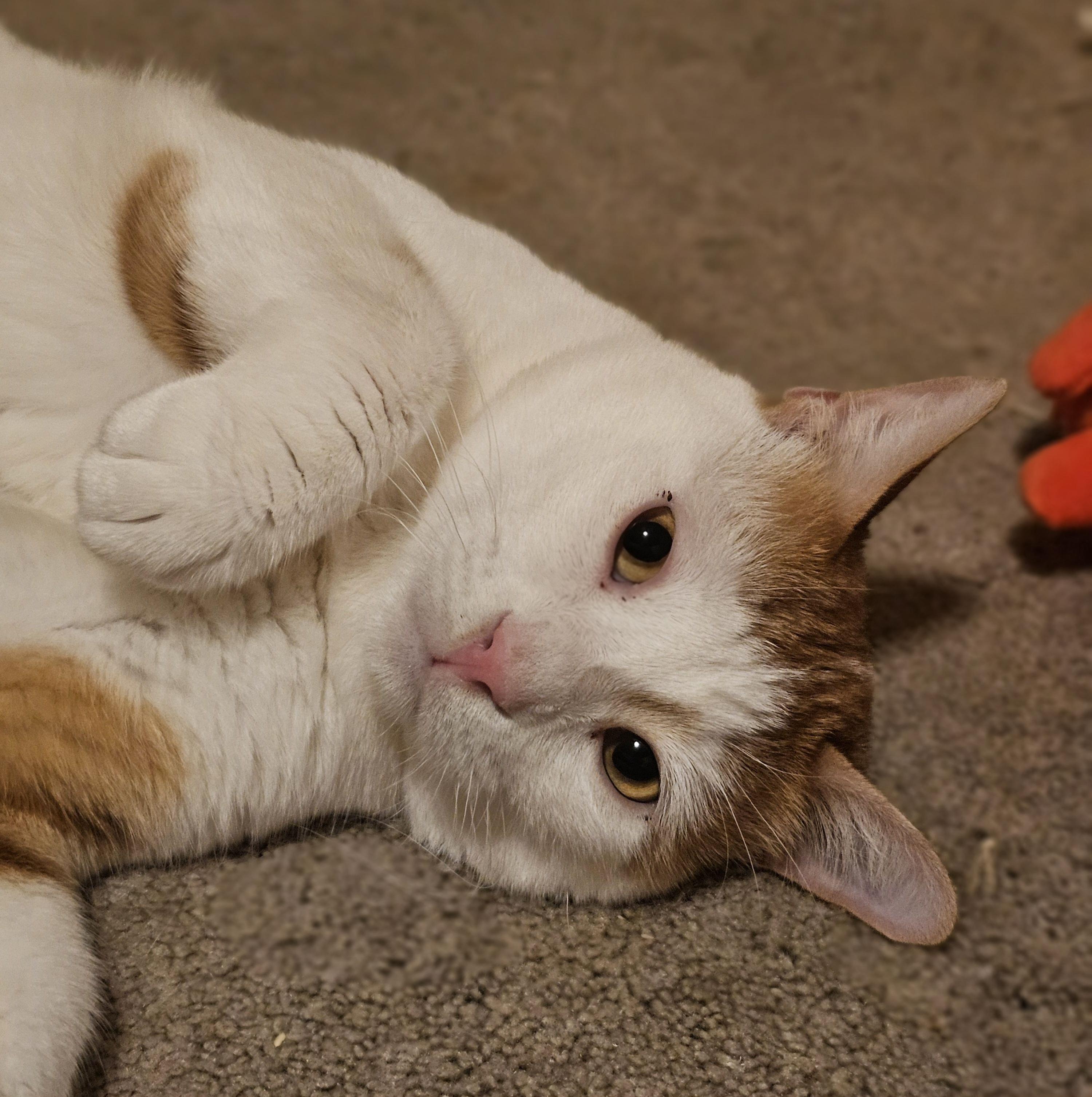 Enlarge Ziko, a Adoptable Domestic Short Hair in Pittsburgh, PA image 3/6
