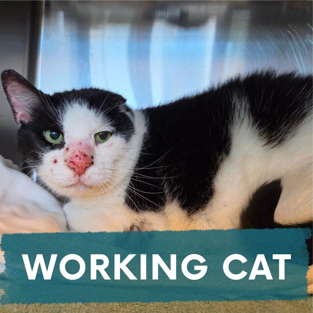 Gordon, Adoptable, Adult Male Domestic Short Hair.