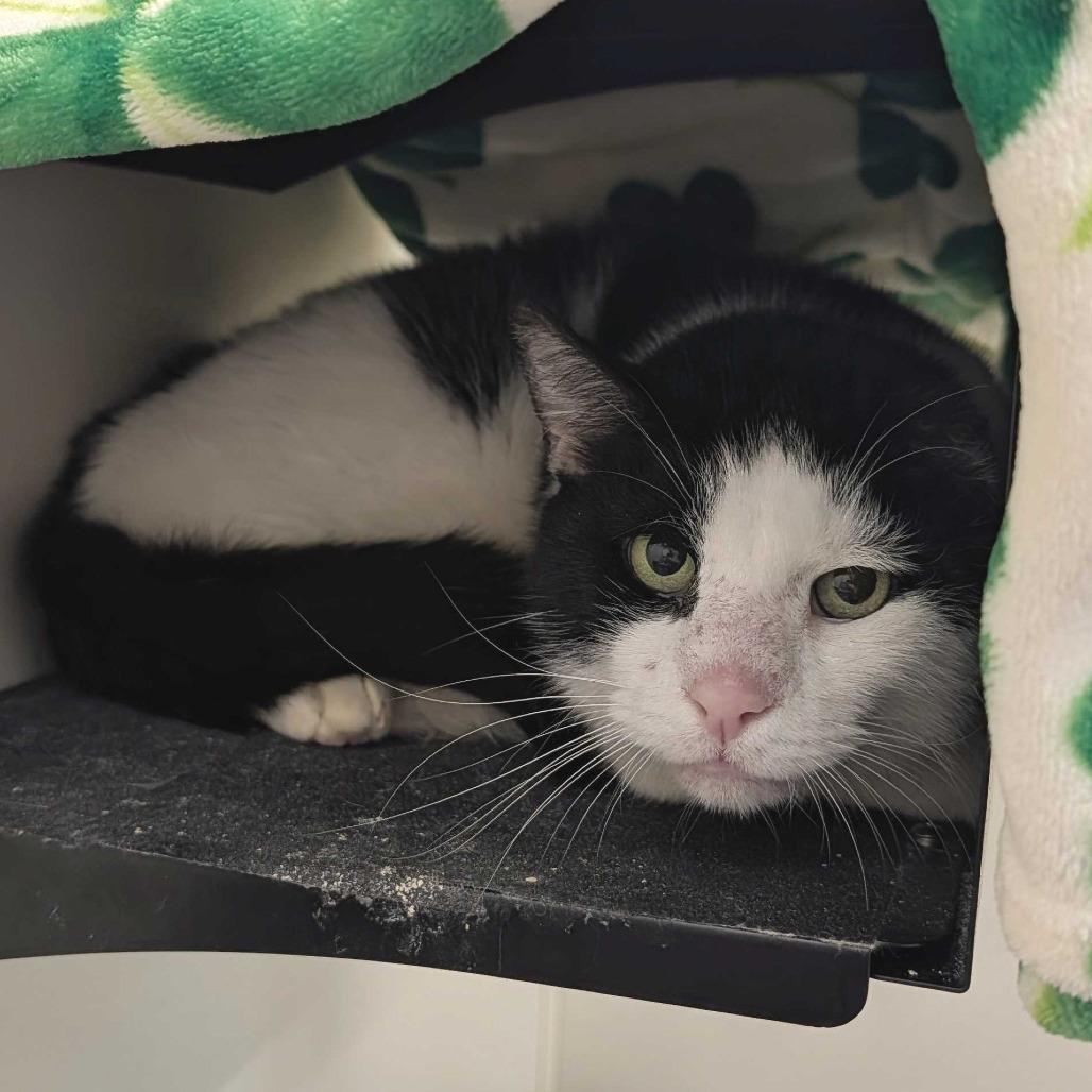 Enlarge Gordon, a Adoptable Domestic Short Hair in Asheville, NC image 2/5