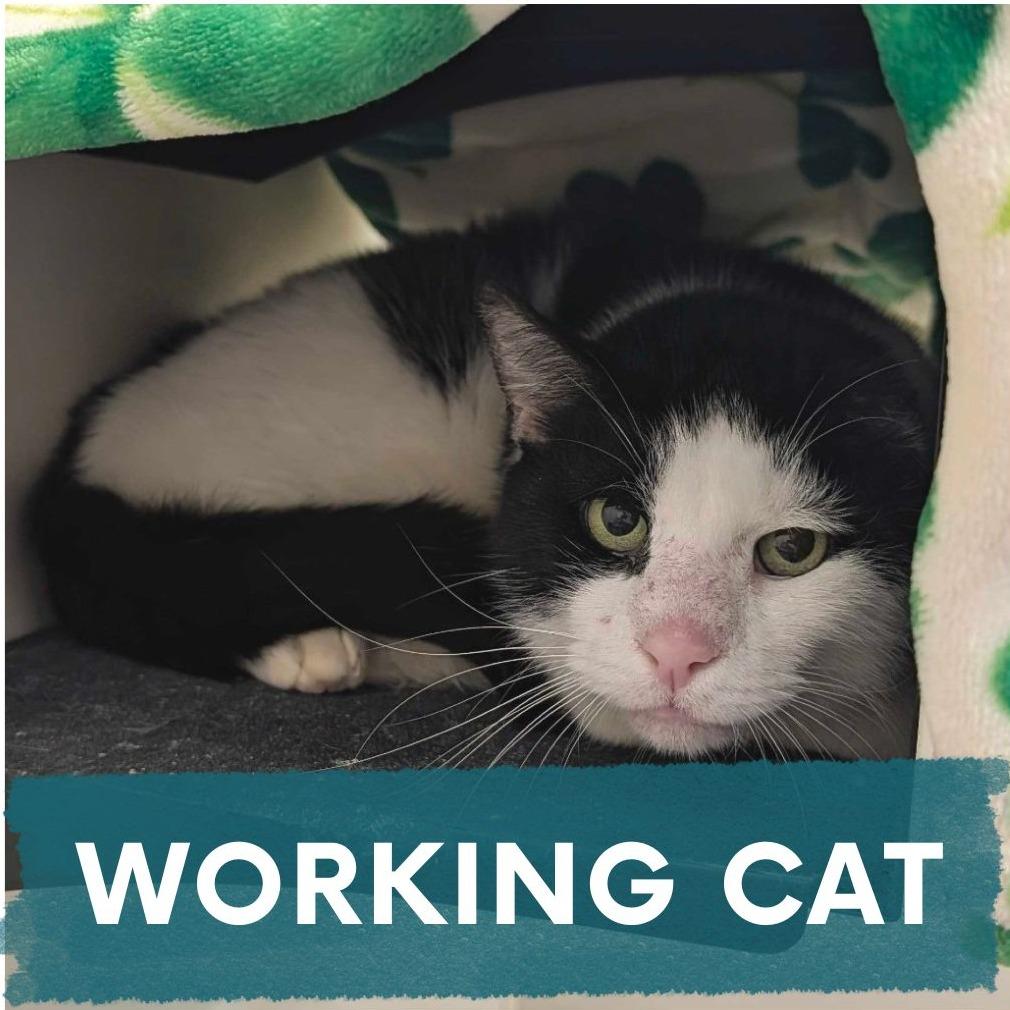 Enlarge Gordon, a Adoptable Domestic Short Hair in Asheville, NC image 3/5