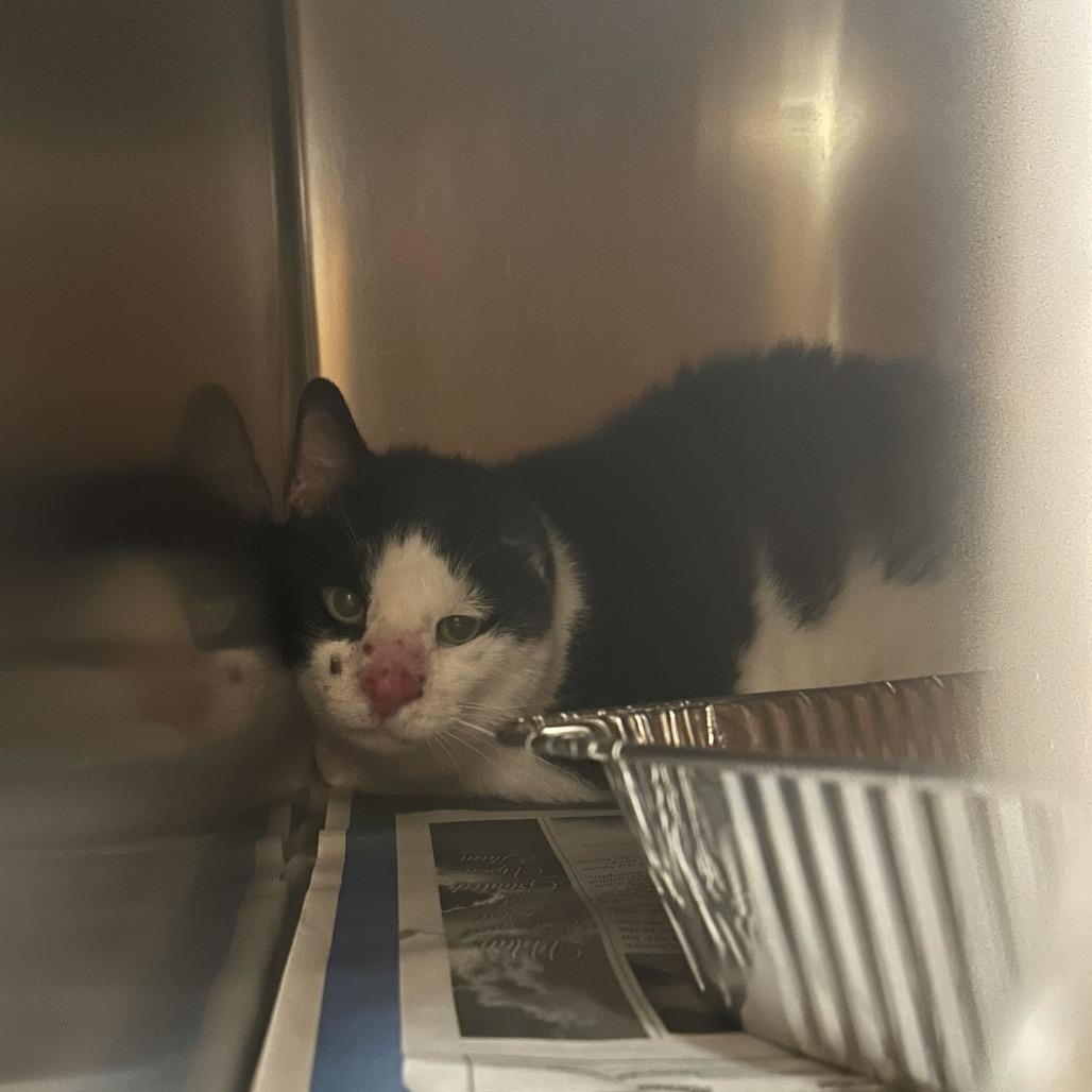 Enlarge Gordon, a Adoptable Domestic Short Hair in Asheville, NC image 4/5