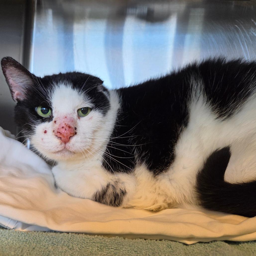 Enlarge Gordon, a Adoptable Domestic Short Hair in Asheville, NC image 5/5
