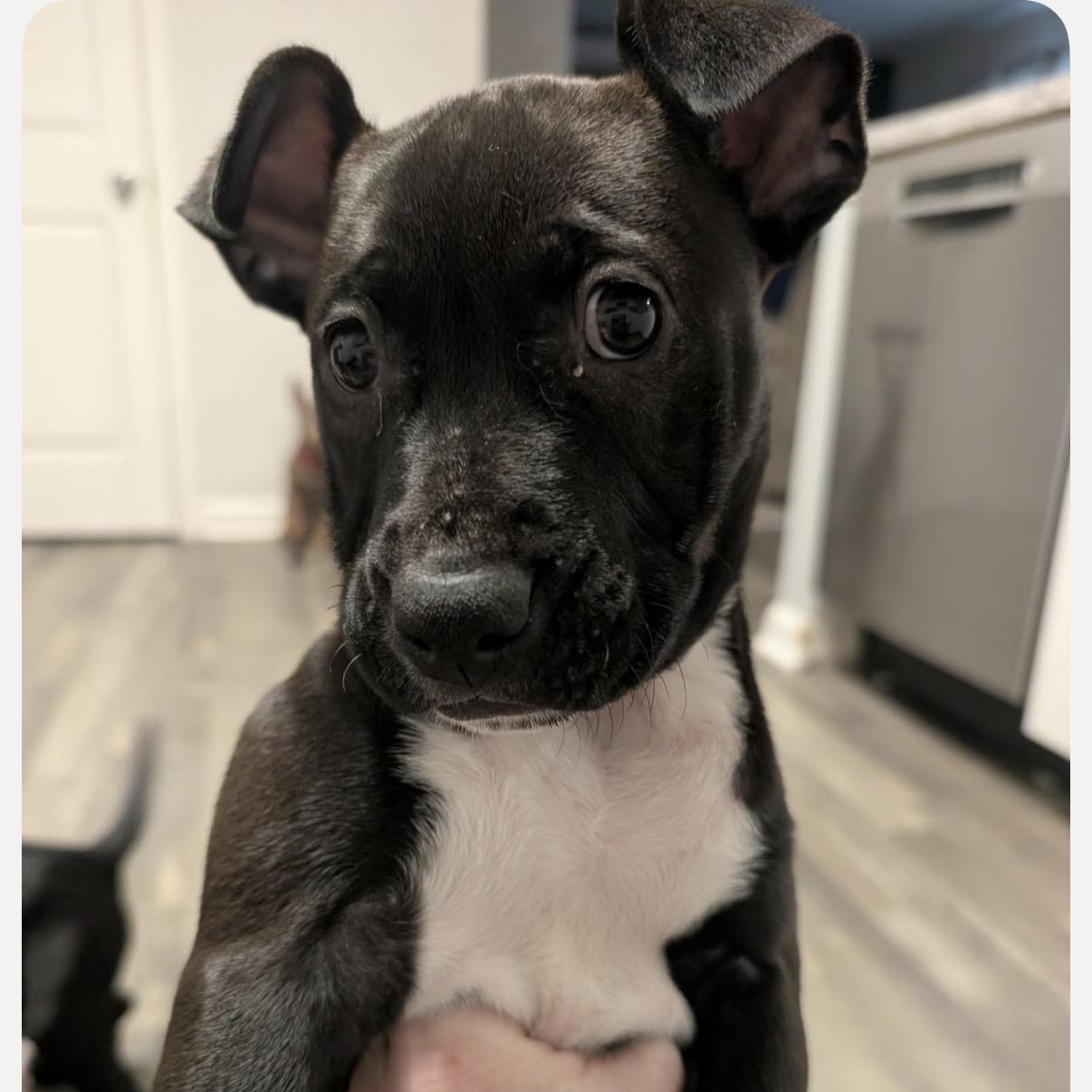 Enlarge Jasmine, a ADOPTABLE mixed breed in Calabash, NC image 2/4