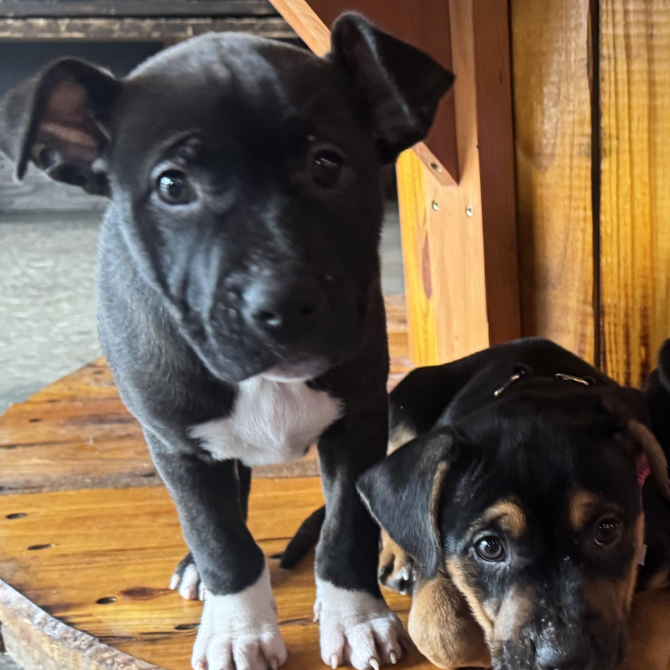 Enlarge Jasmine, a ADOPTABLE mixed breed in Calabash, NC image 3/5