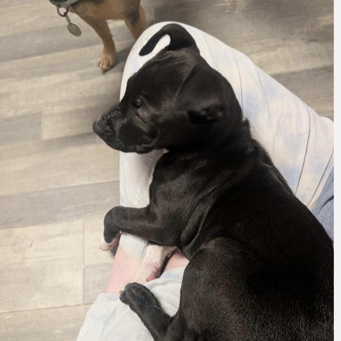 Enlarge Jasmine, a ADOPTABLE mixed breed in Calabash, NC image 3/4