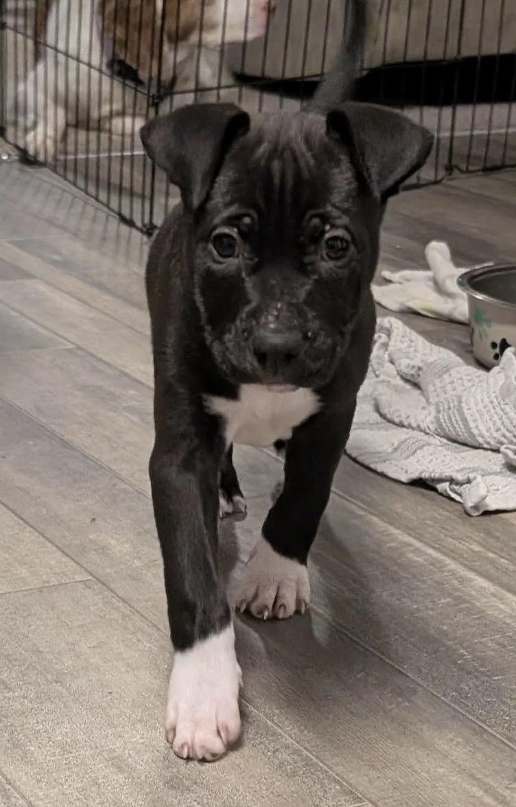 Jasmine, ADOPTABLE, Young Female Pit Bull Terrier.