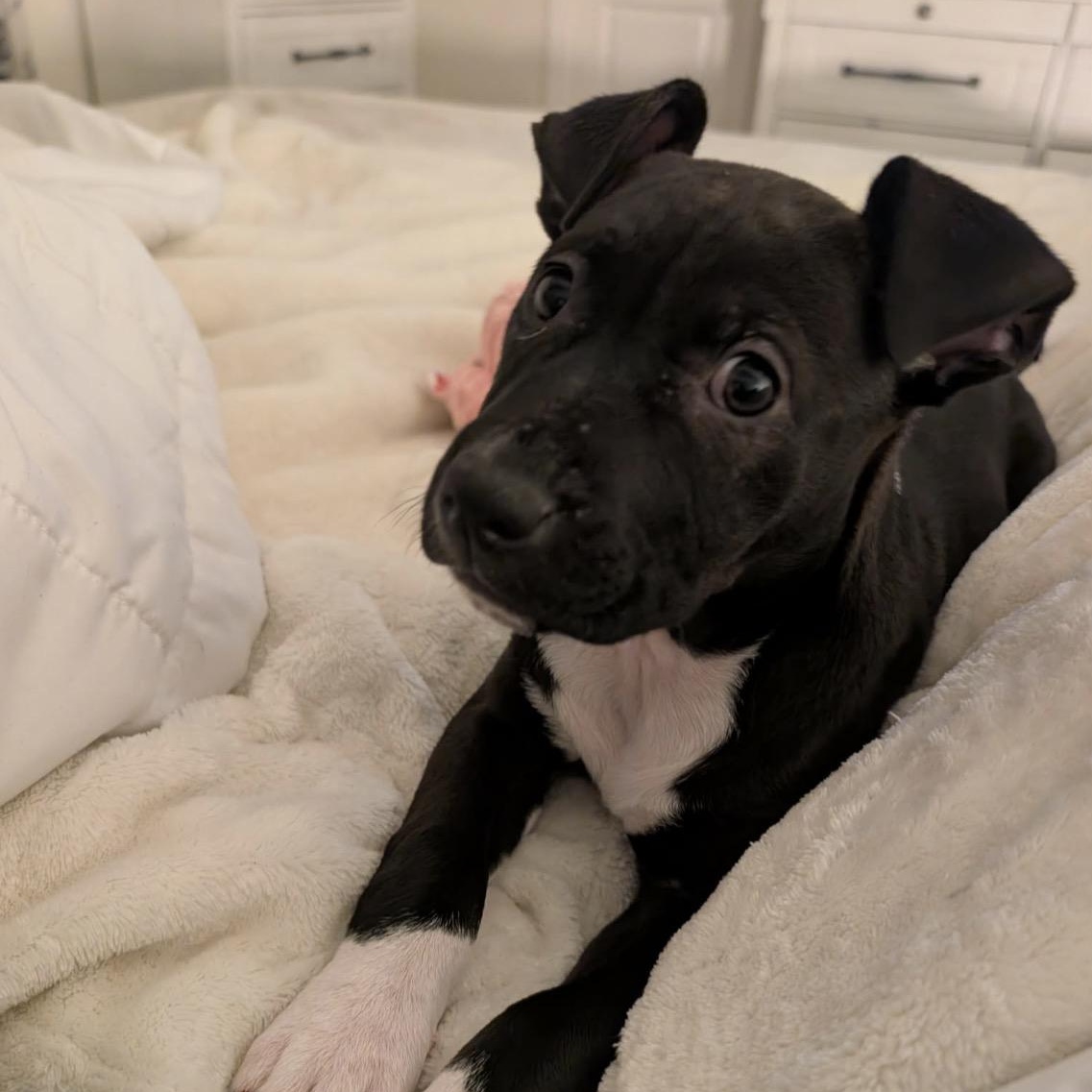 Jasmine, ADOPTABLE, Young Female Mixed Breed.