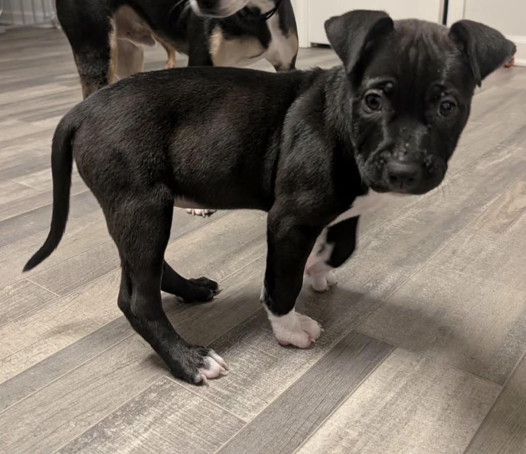 Enlarge Jasmine, a ADOPTABLE mixed breed in Calabash, NC image 2/5