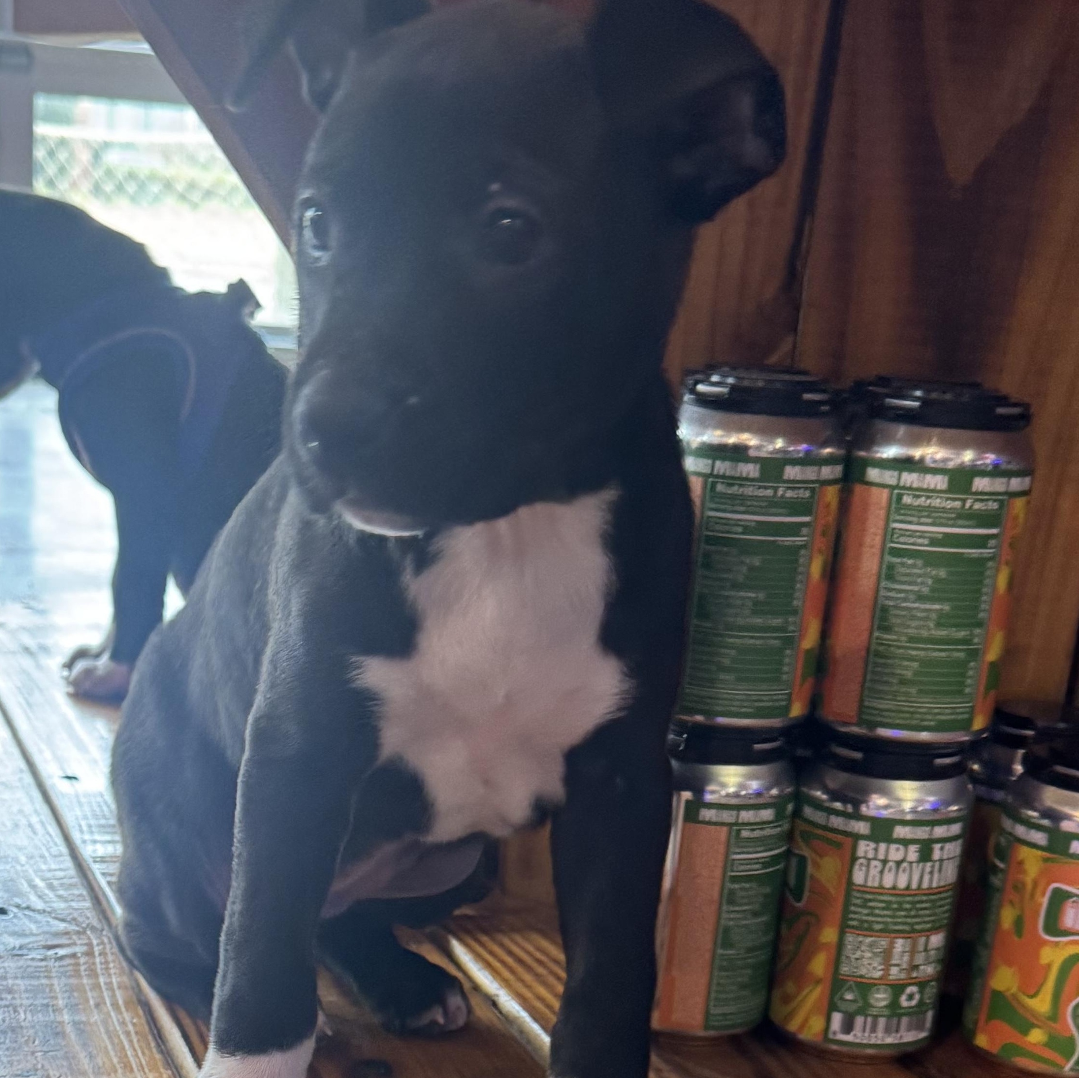 Enlarge Jasmine, a ADOPTABLE mixed breed in Calabash, NC image 5/5