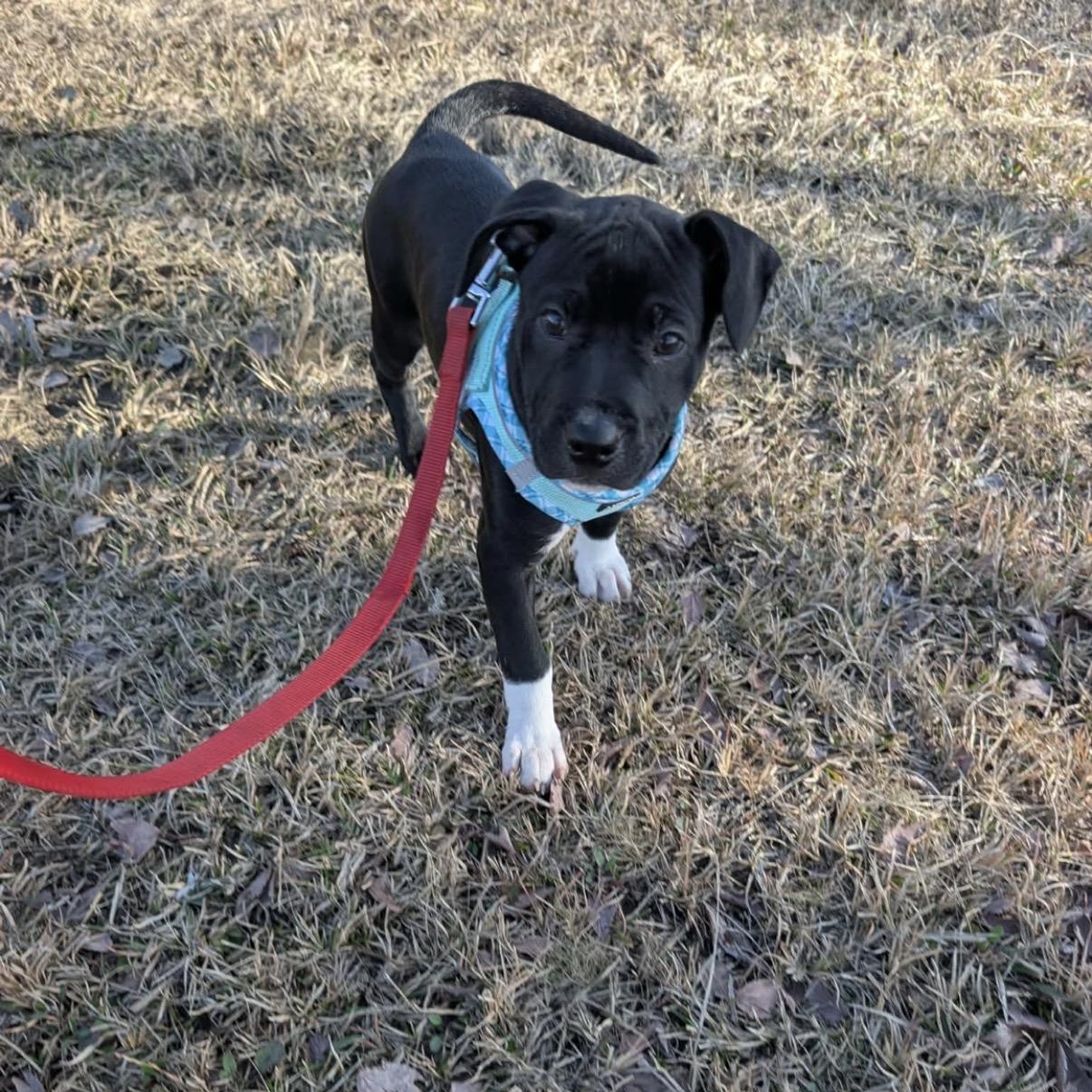 Enlarge Jasmine, a ADOPTABLE mixed breed in Calabash, NC image 4/4