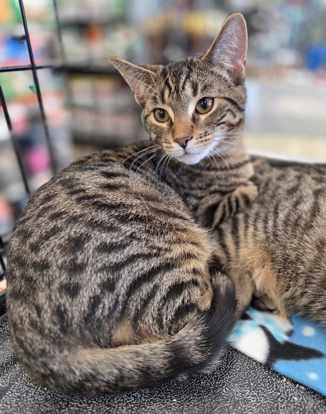 Macintosh (brothers are Cortland & Braeburn), a Adoptable Tabby in Brighton, MI image 1/5