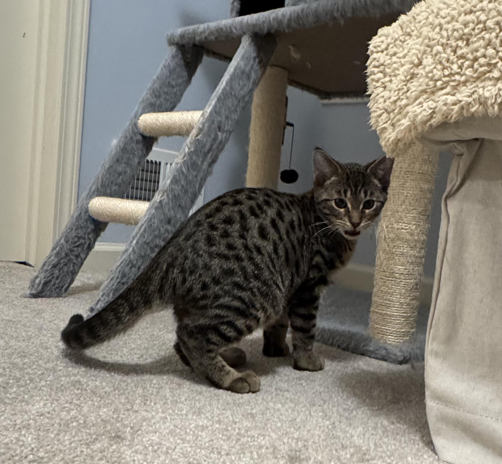 Macintosh (brothers are Cortland & Braeburn), a Adoptable Tabby in Brighton, MI image 4/5