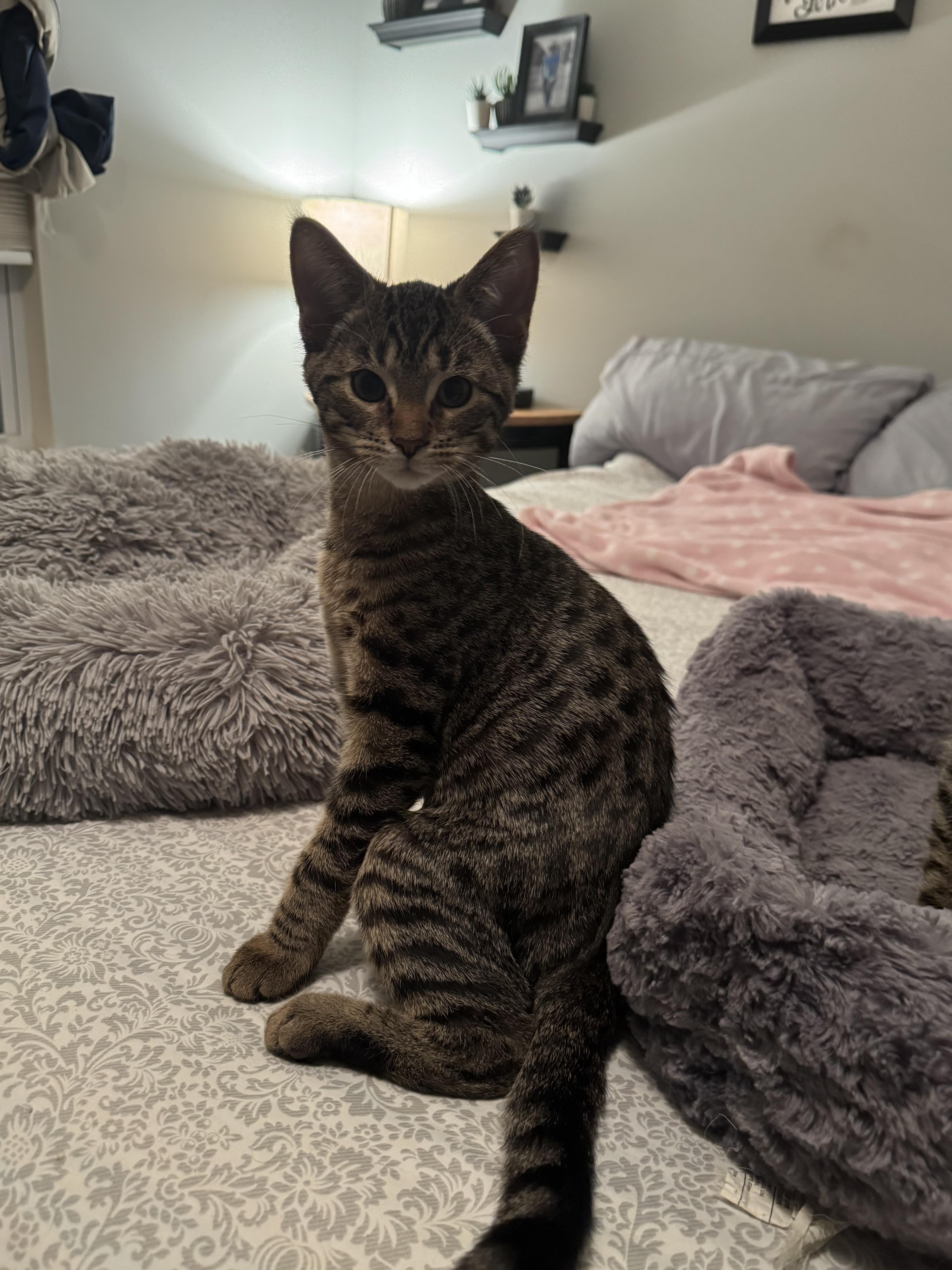 Macintosh (brothers are Cortland & Braeburn), a Adoptable Tabby in Brighton, MI image 3/5