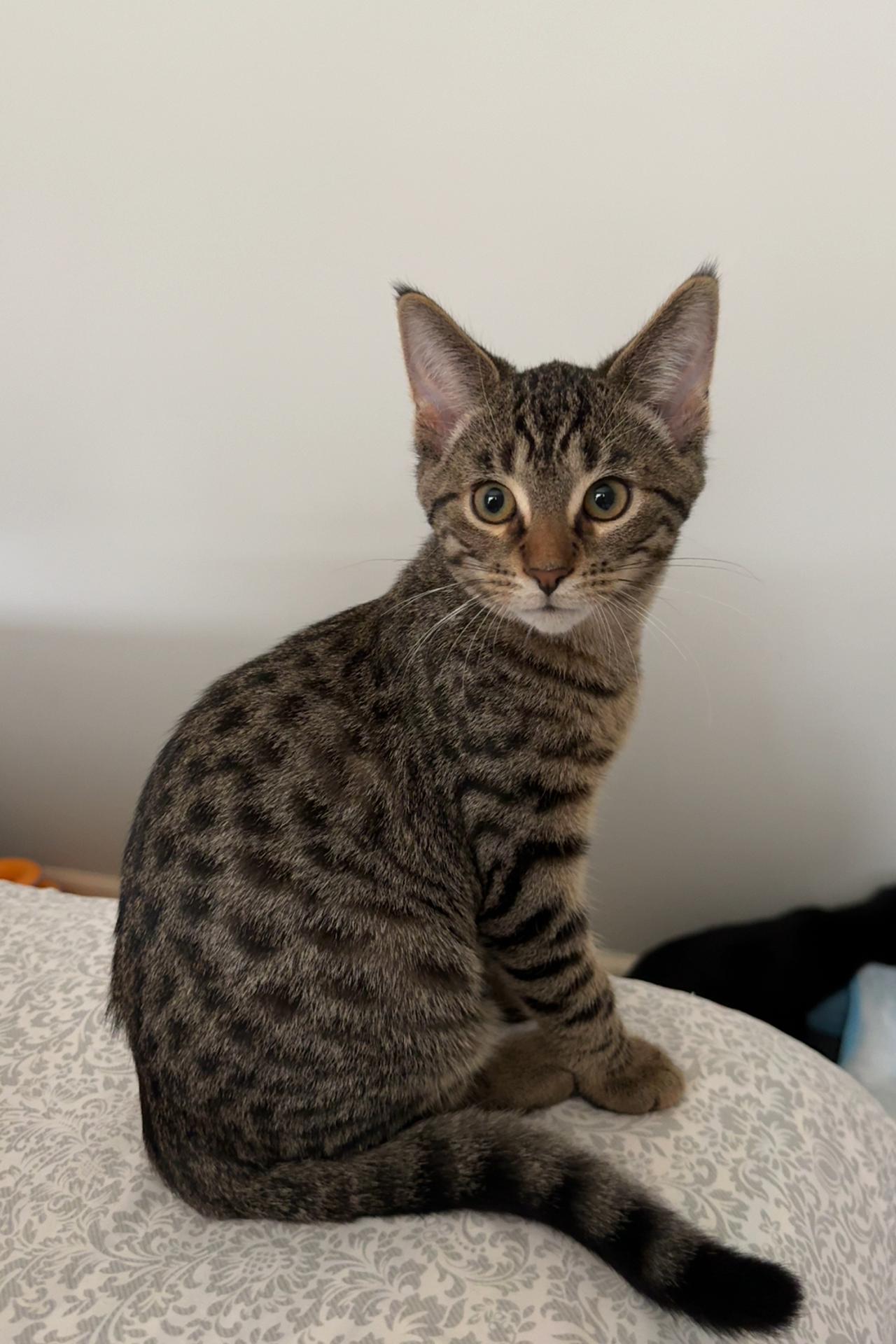 Macintosh (brothers are Cortland & Braeburn), a Adoptable Tabby in Brighton, MI image 5/5