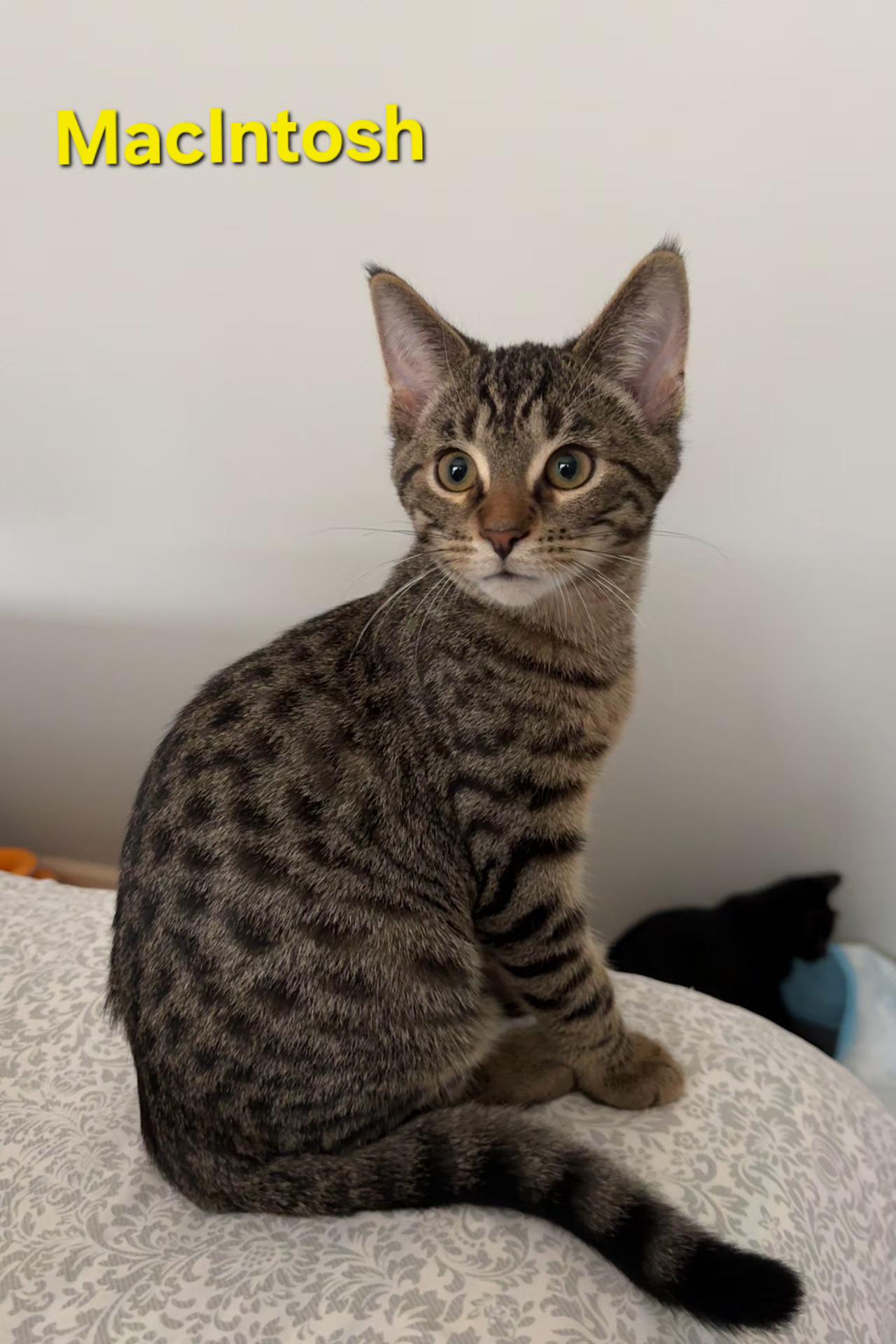 Macintosh (brothers are Cortland & Braeburn), Adoptable, Kitten Male Tabby.