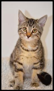 Enlarge Cali A061113, a Adoptable Domestic Short Hair in San Andreas, CA image 1/2