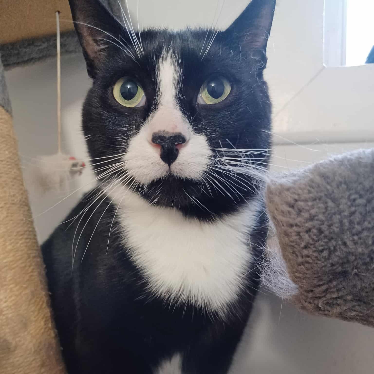 Enlarge Peter (m) 2yrs old  Tuxedo, a Adoptable Domestic Short Hair in Ottawa, ON image 2/4