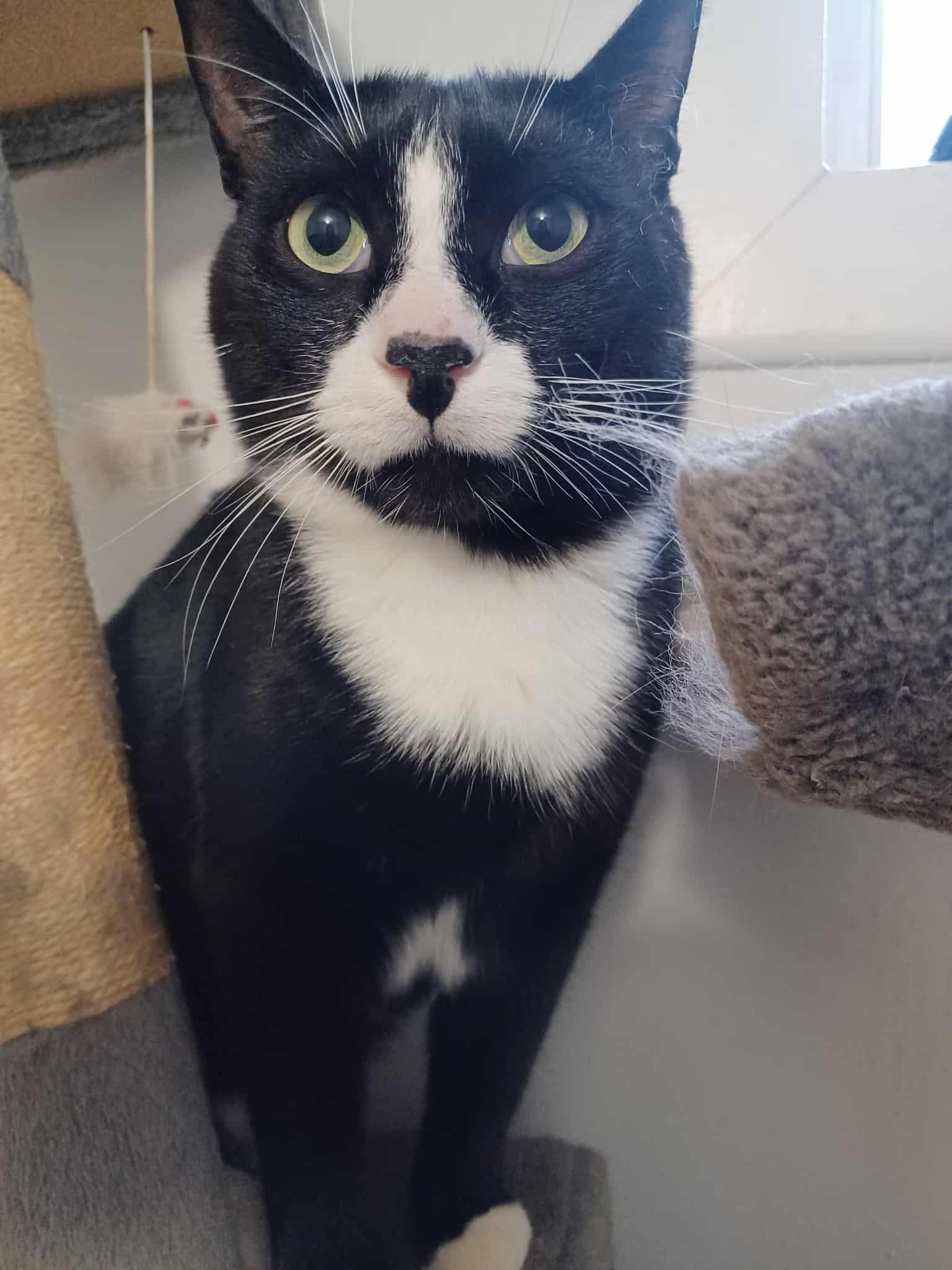 Enlarge Peter (m) 2yrs old  Tuxedo, a Adoptable Domestic Short Hair in Ottawa, ON image 3/4