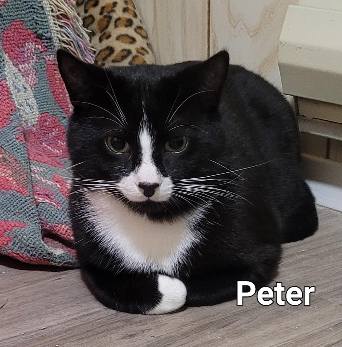 Peter (m) 1yrs old  Tuxedo, an adoptable Domestic Short Hair in Ottawa, ON, K4A 0P3 | Photo Image 3